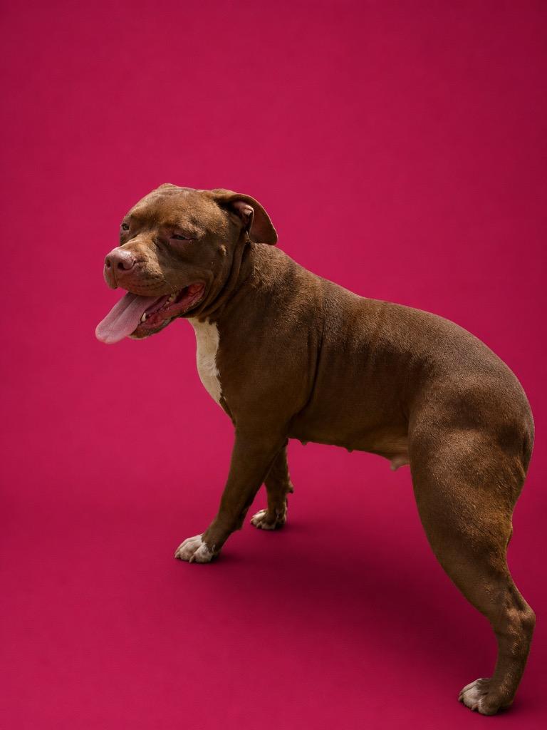 Twisty, Adoptable, Young Female Pit Bull Terrier.