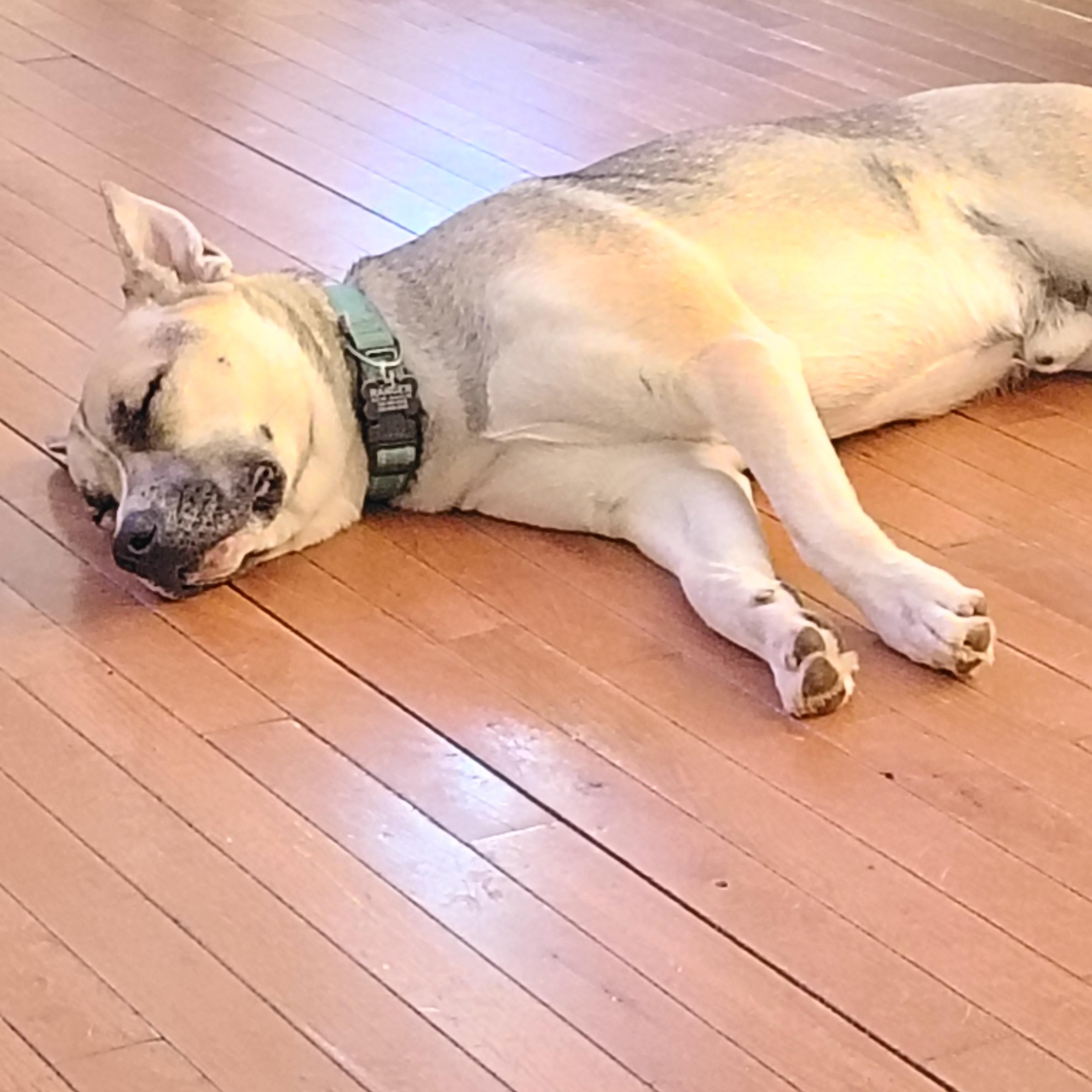 Enlarge Ranger, an adopted mixed breed in Jasper, GA image 2/3