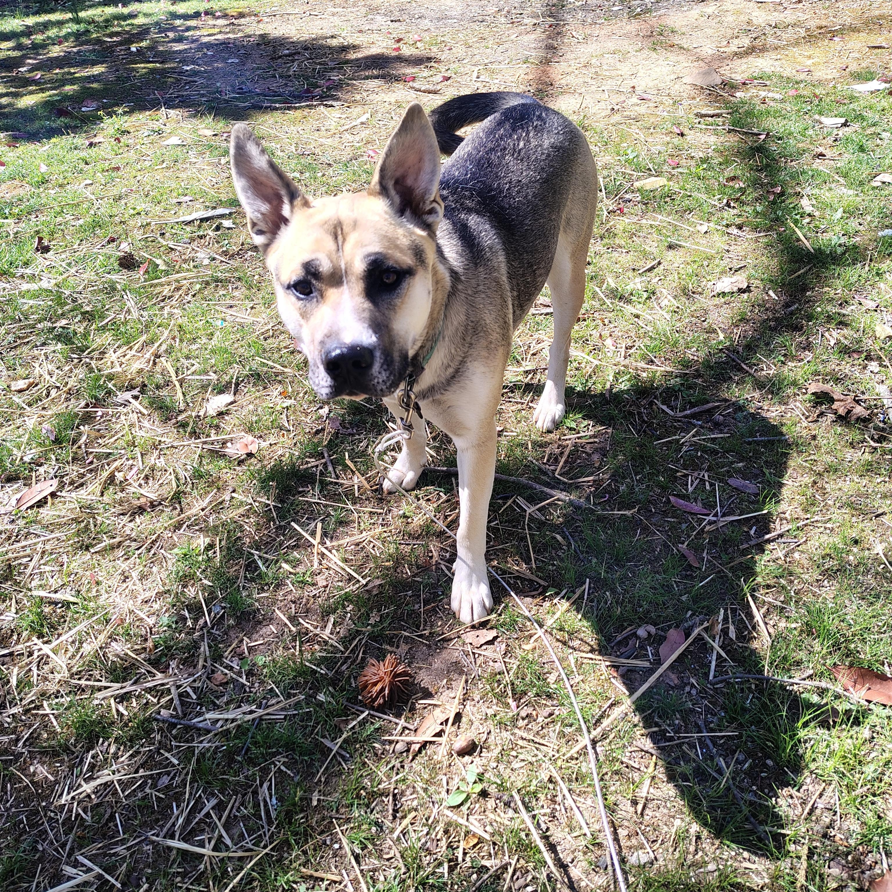 Ranger, adopted, Young Male Siberian Husky.