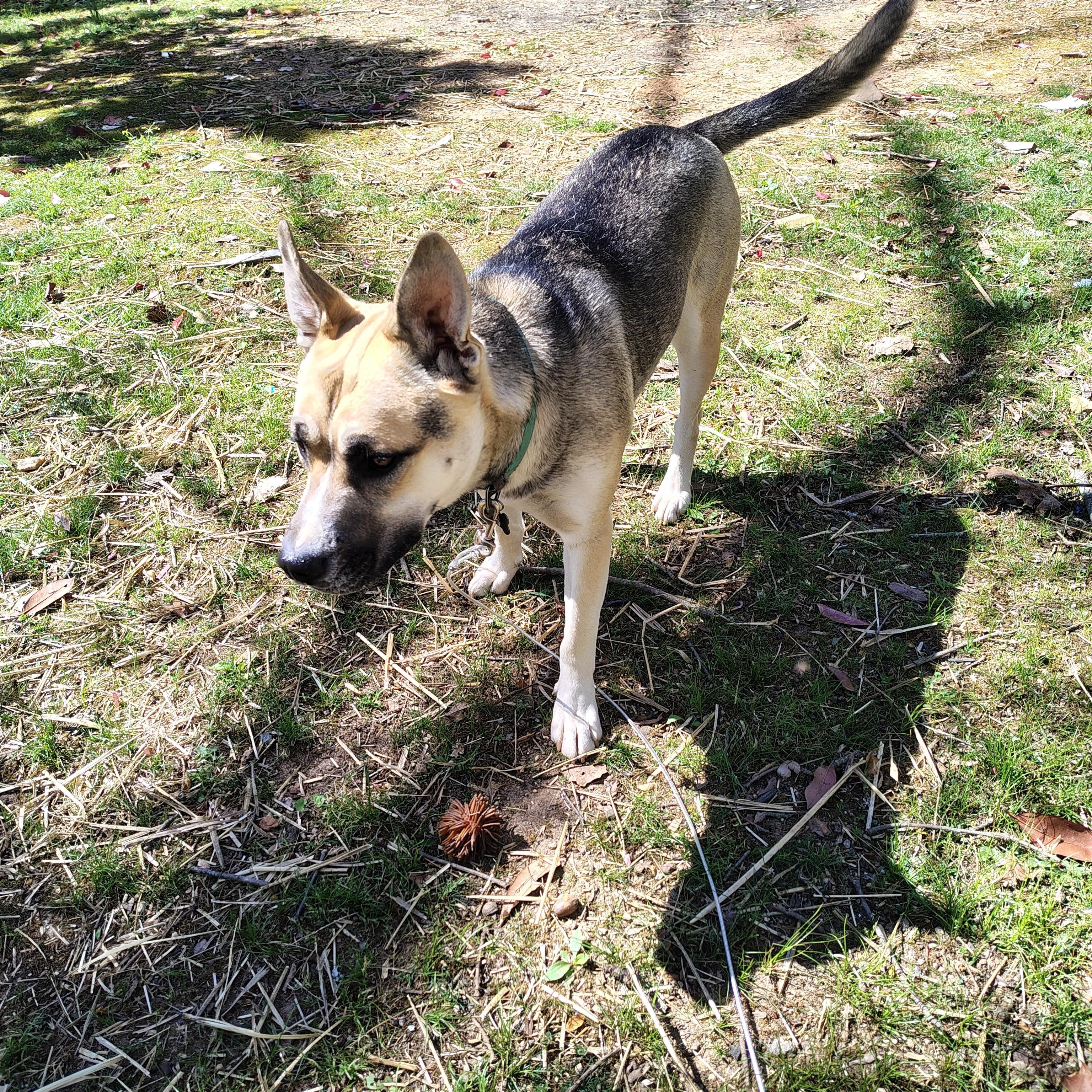 Enlarge Ranger, an adopted mixed breed in Jasper, GA image 3/3