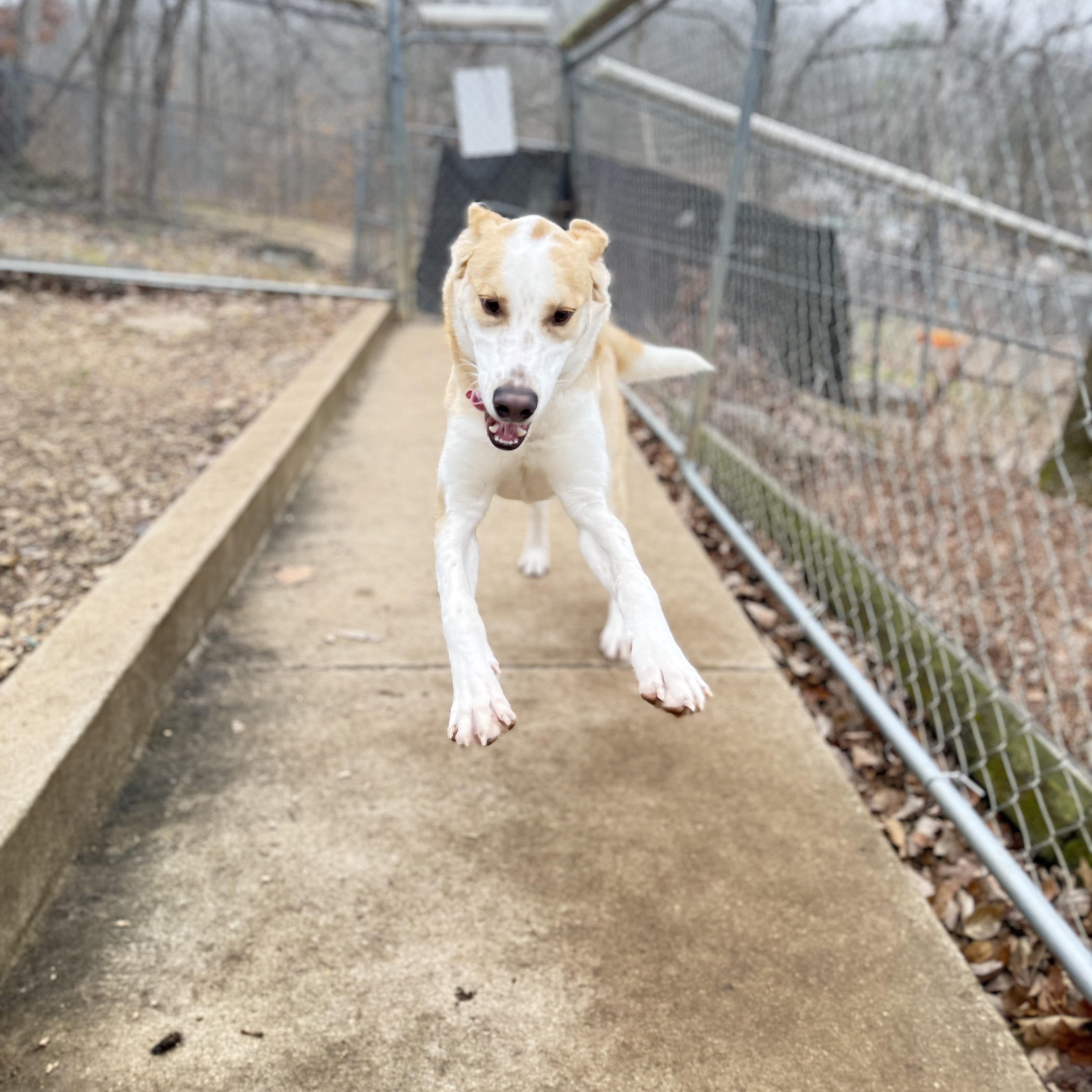 Enlarge Ducky, an adoptable Great Pyrenees in House Springs, MO image 3/4
