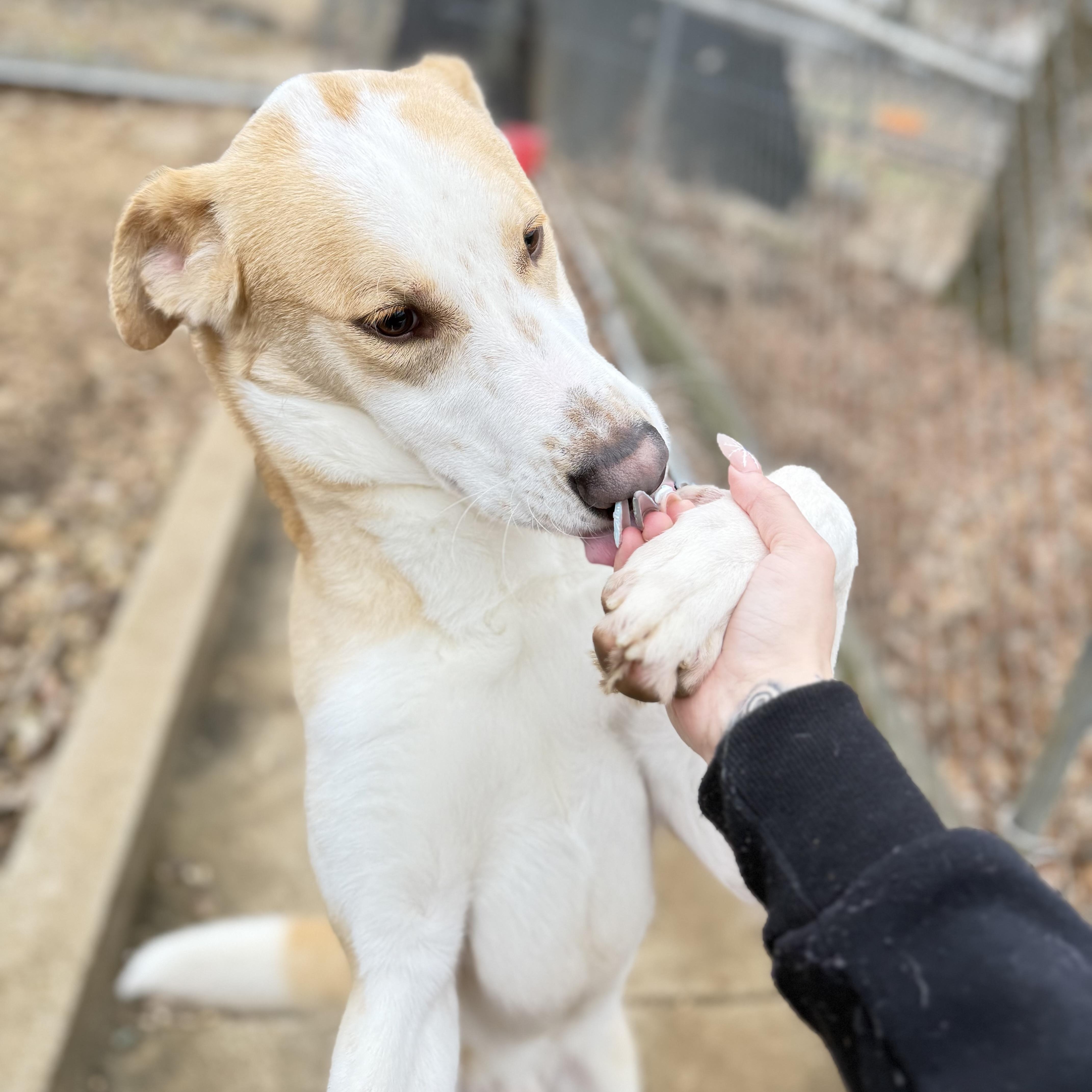 Enlarge Ducky, an adoptable Great Pyrenees in House Springs, MO image 2/4