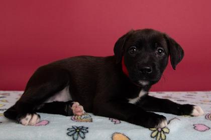 Enlarge Audrey, a Adoptable mixed breed in Greenville, SC image 1/1
