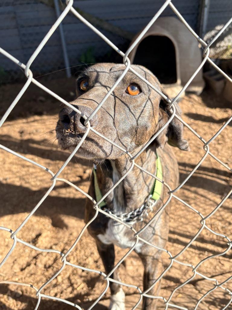 Enlarge Dixie, a Adoptable Plott Hound in Crandon, WI image 1/1