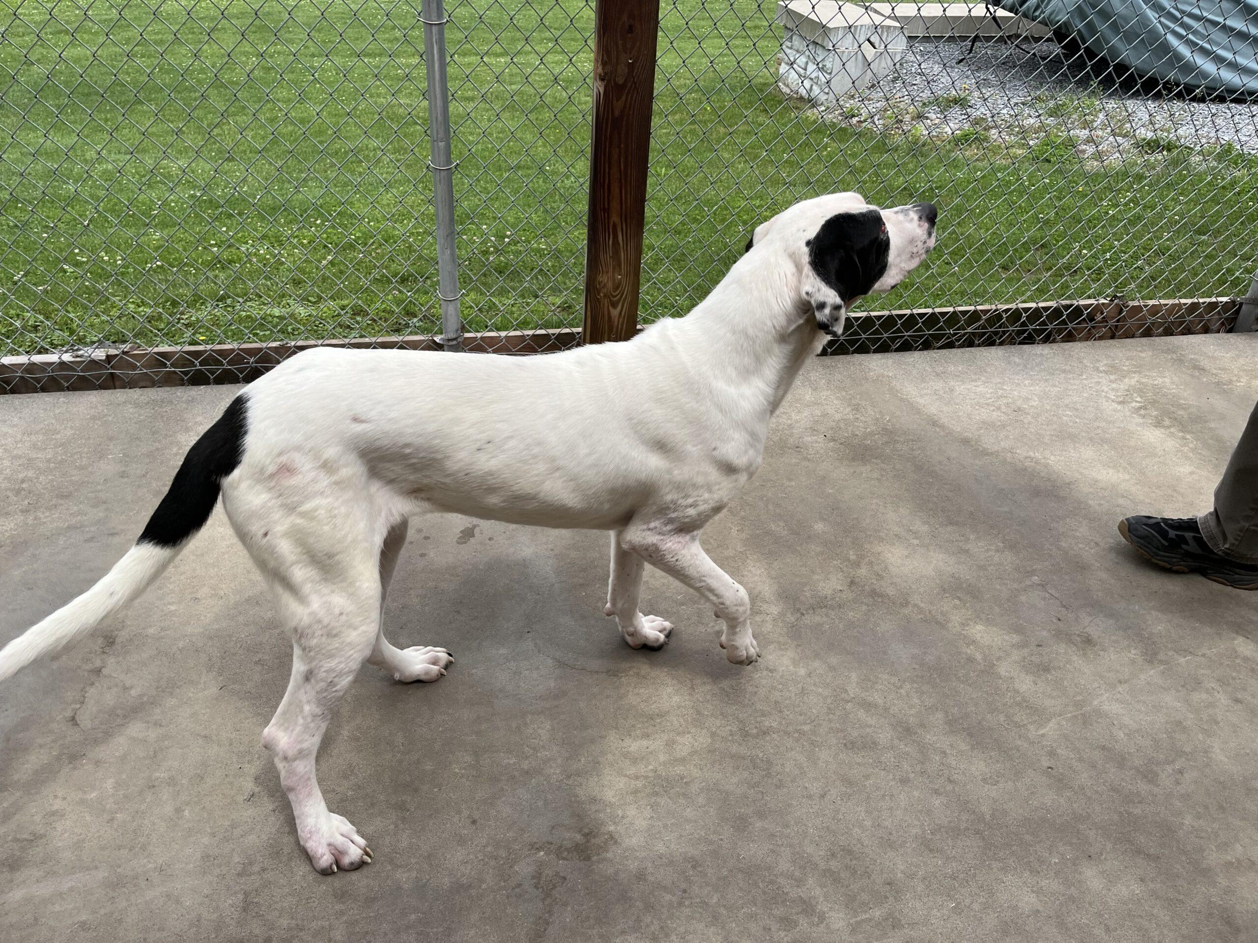 Enlarge Babe, a ADOPTABLE Great Dane in Albany, NY image 3/3
