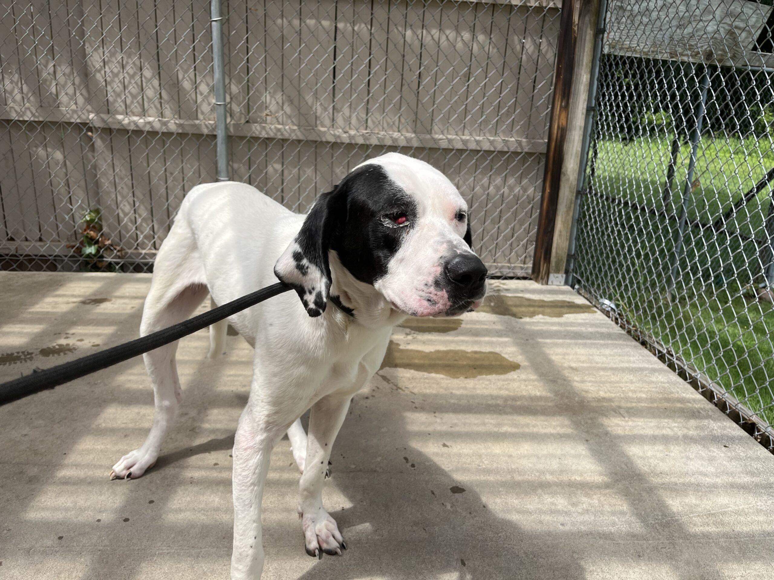 Babe, ADOPTABLE, Young Female Great Dane.