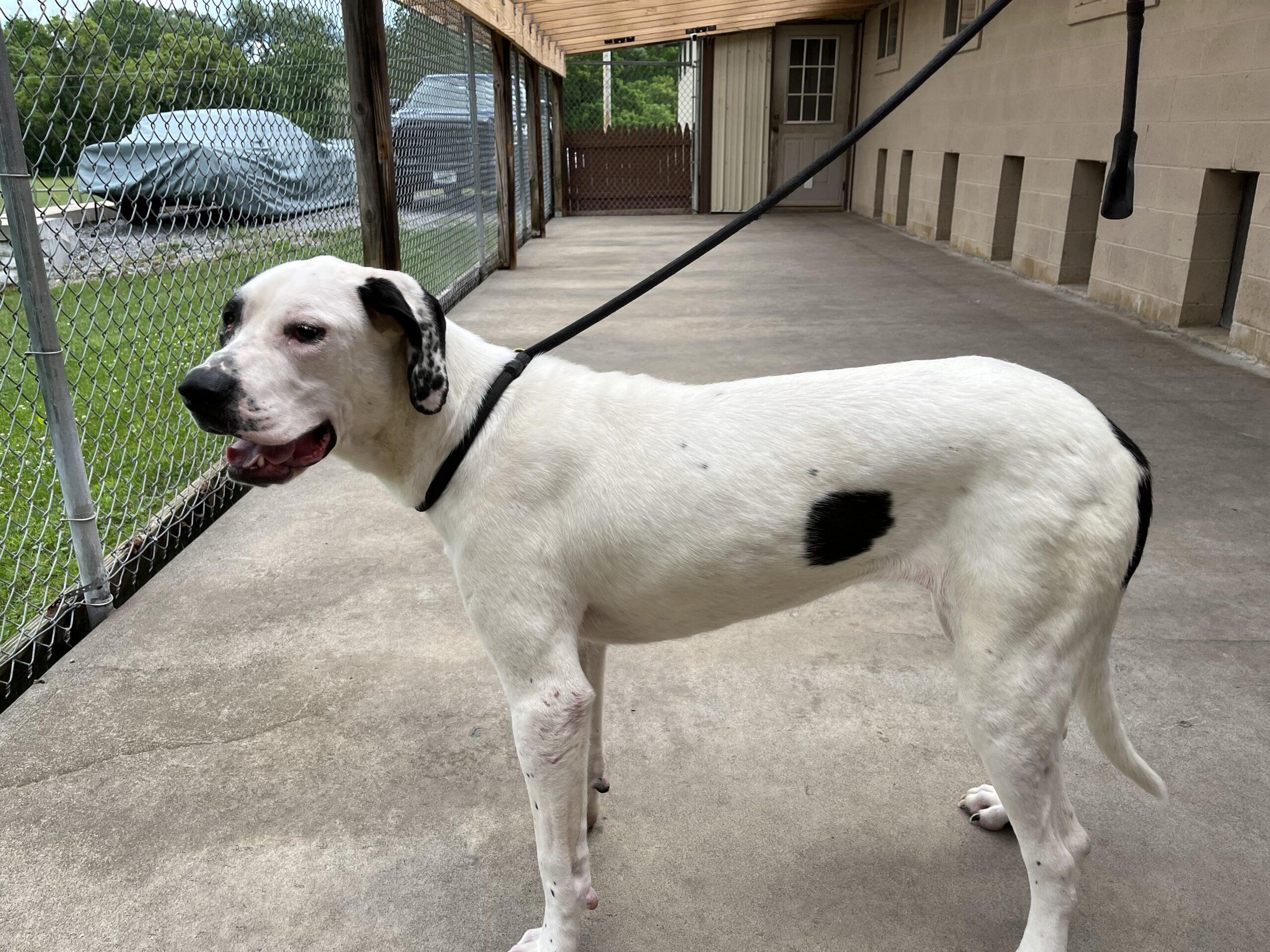 Enlarge Babe, a ADOPTABLE Great Dane in Albany, NY image 2/3