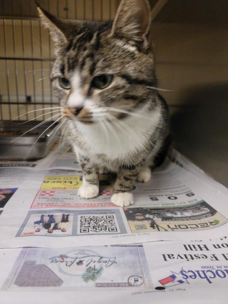 Brenda, Adoptable, Young Female Domestic Short Hair.