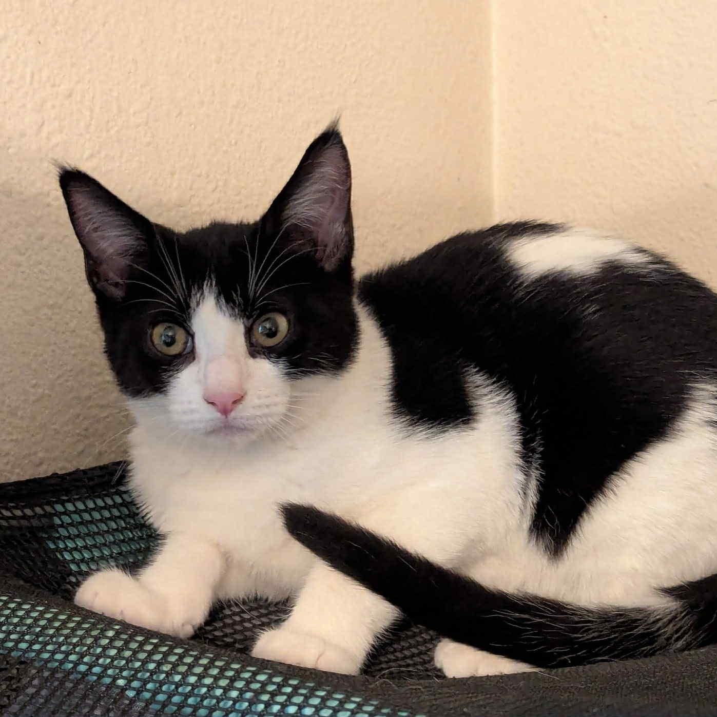 Jodi- gentle and easy going, Adoptable, Kitten Female Domestic Short Hair.