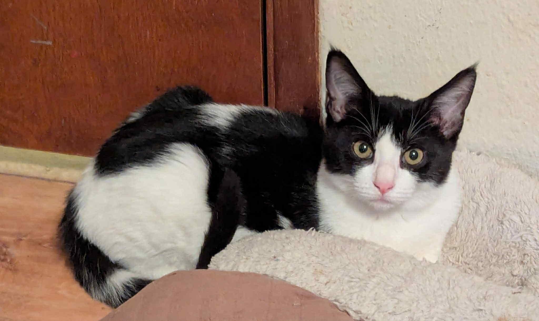 Jodi- gentle and easy going