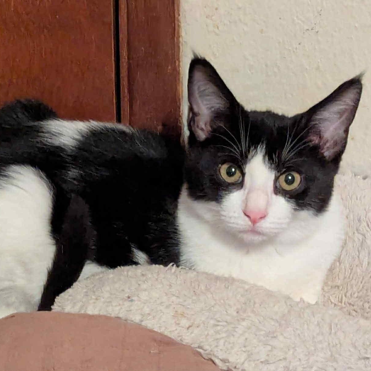 Enlarge Jodi- gentle and easy going, a Adoptable Domestic Short Hair in Portland, OR image 2/4