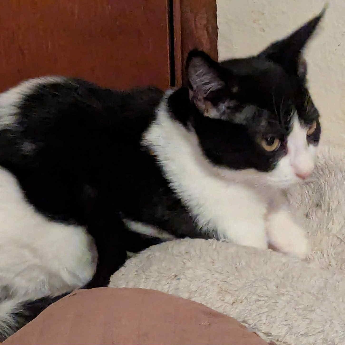 Enlarge Jodi- gentle and easy going, a Adoptable Domestic Short Hair in Portland, OR image 3/4