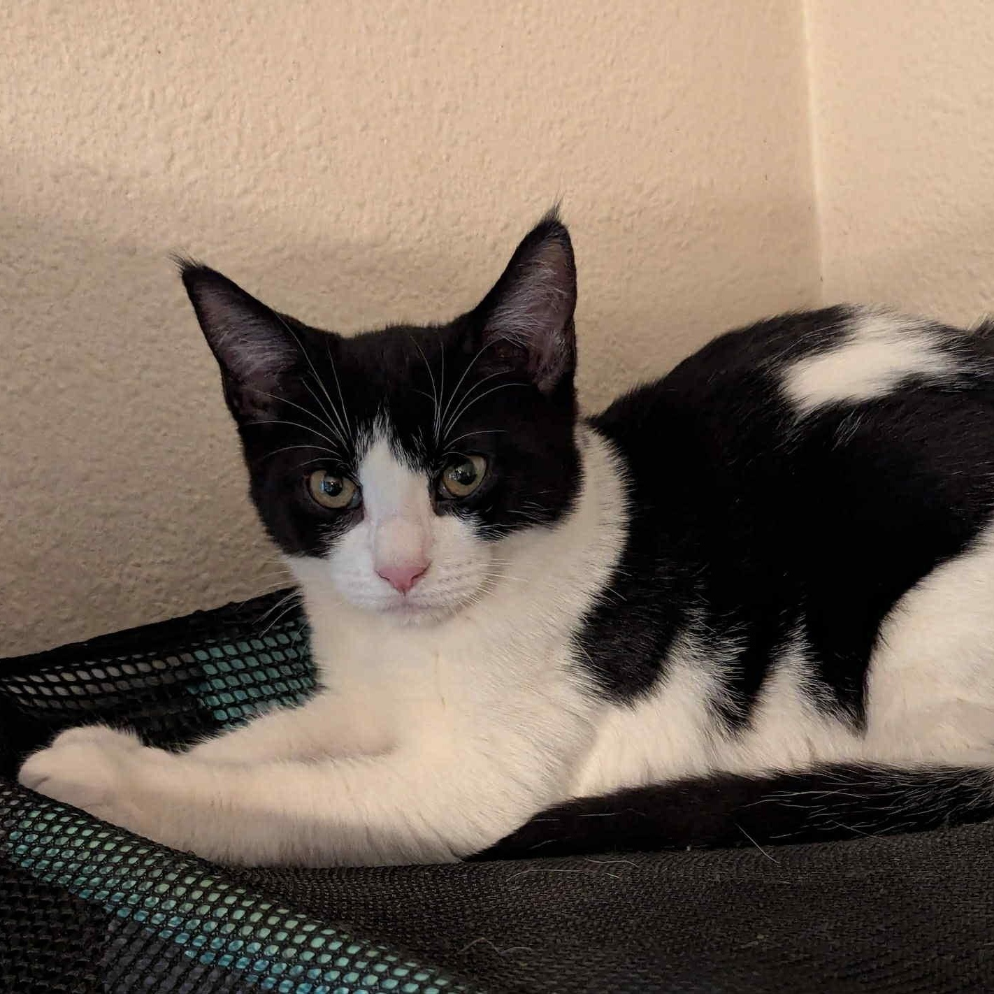 Enlarge Jodi- gentle and easy going, a Adoptable Domestic Short Hair in Portland, OR image 4/4