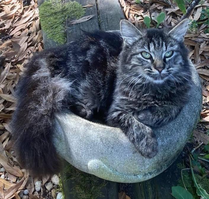 Rosegold and Citrine