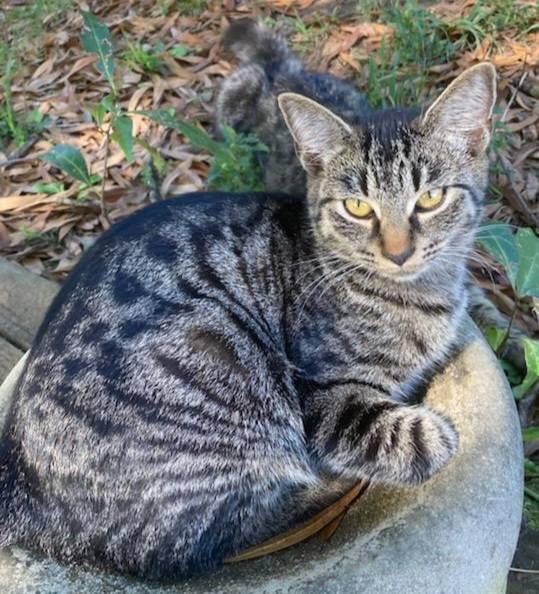 Rosegold and Citrine
