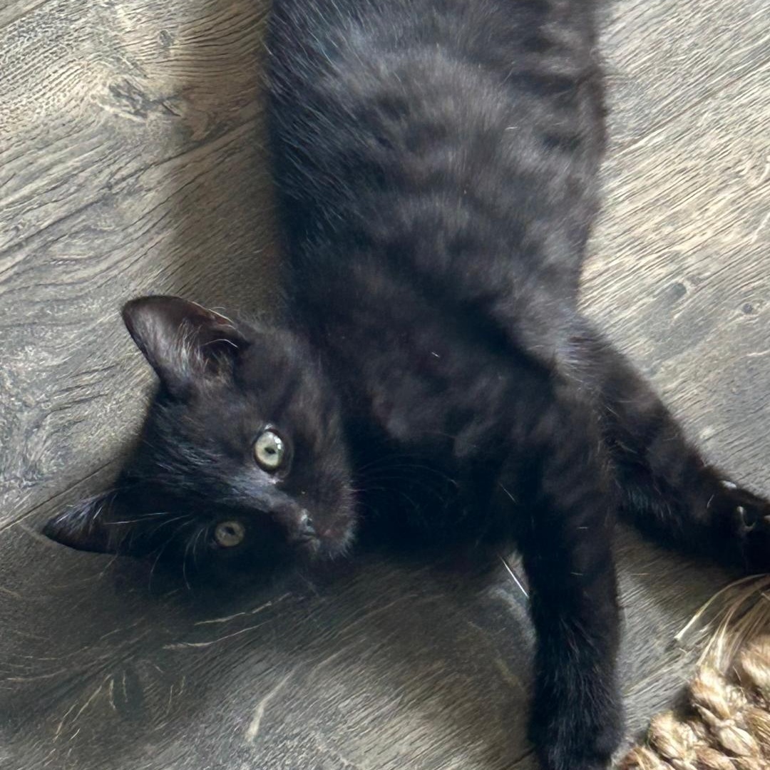 Enlarge Clipper, a Adoptable Domestic Short Hair in Gastonia, NC image 1/2