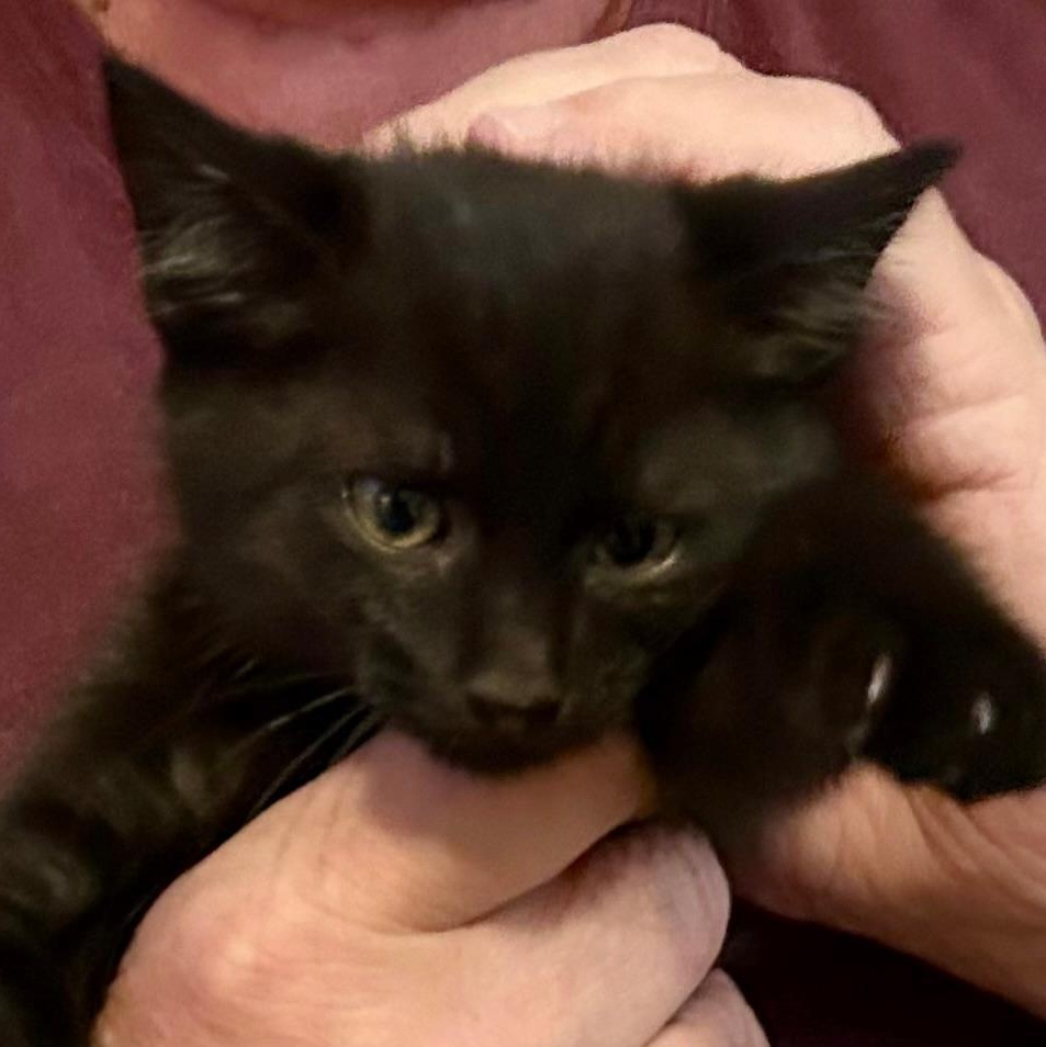 Enlarge Clipper, a Adoptable Domestic Short Hair in Gastonia, NC image 2/2