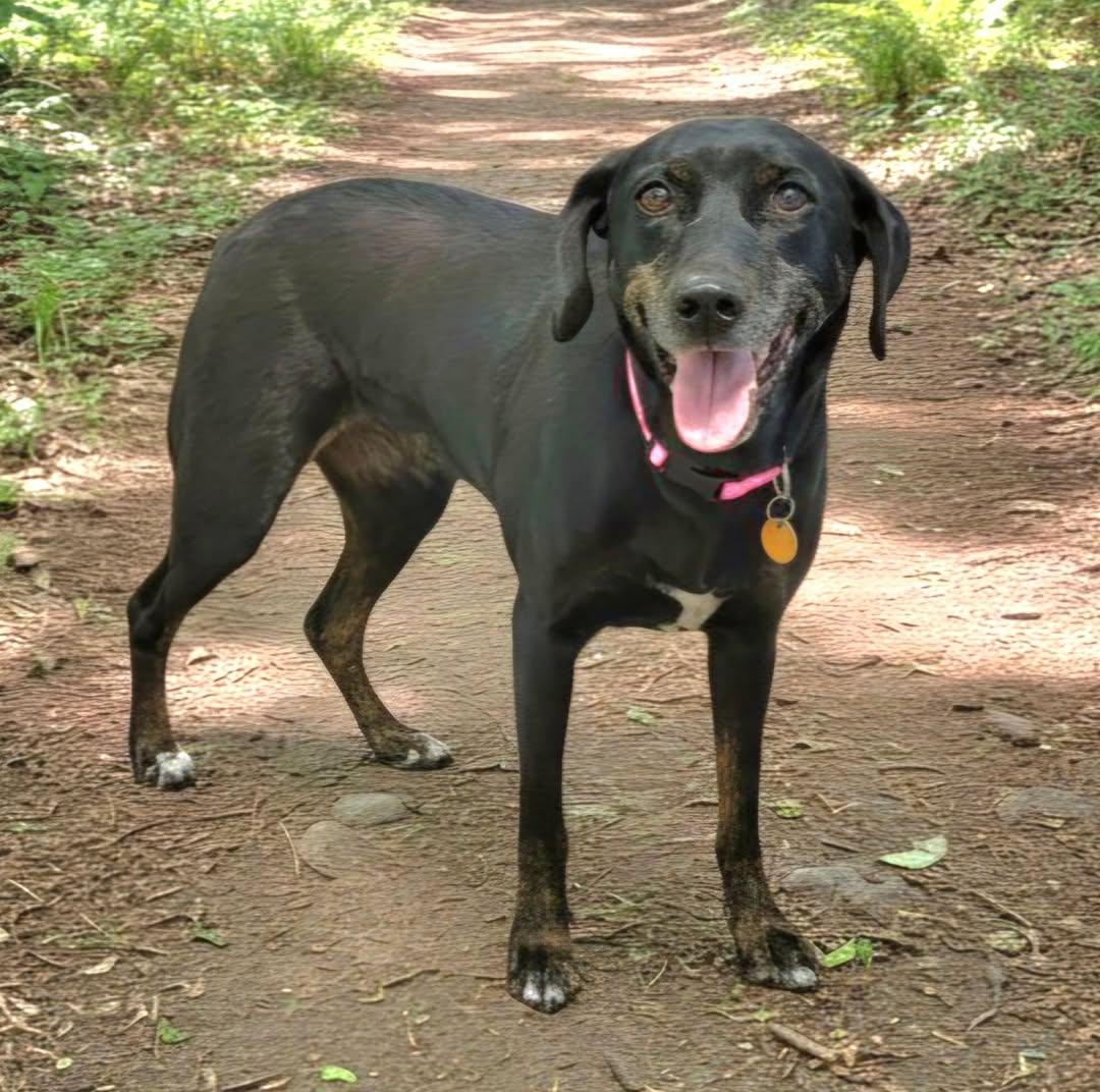 Minneau, Adoptable, Senior Female Catahoula Leopard Dog.