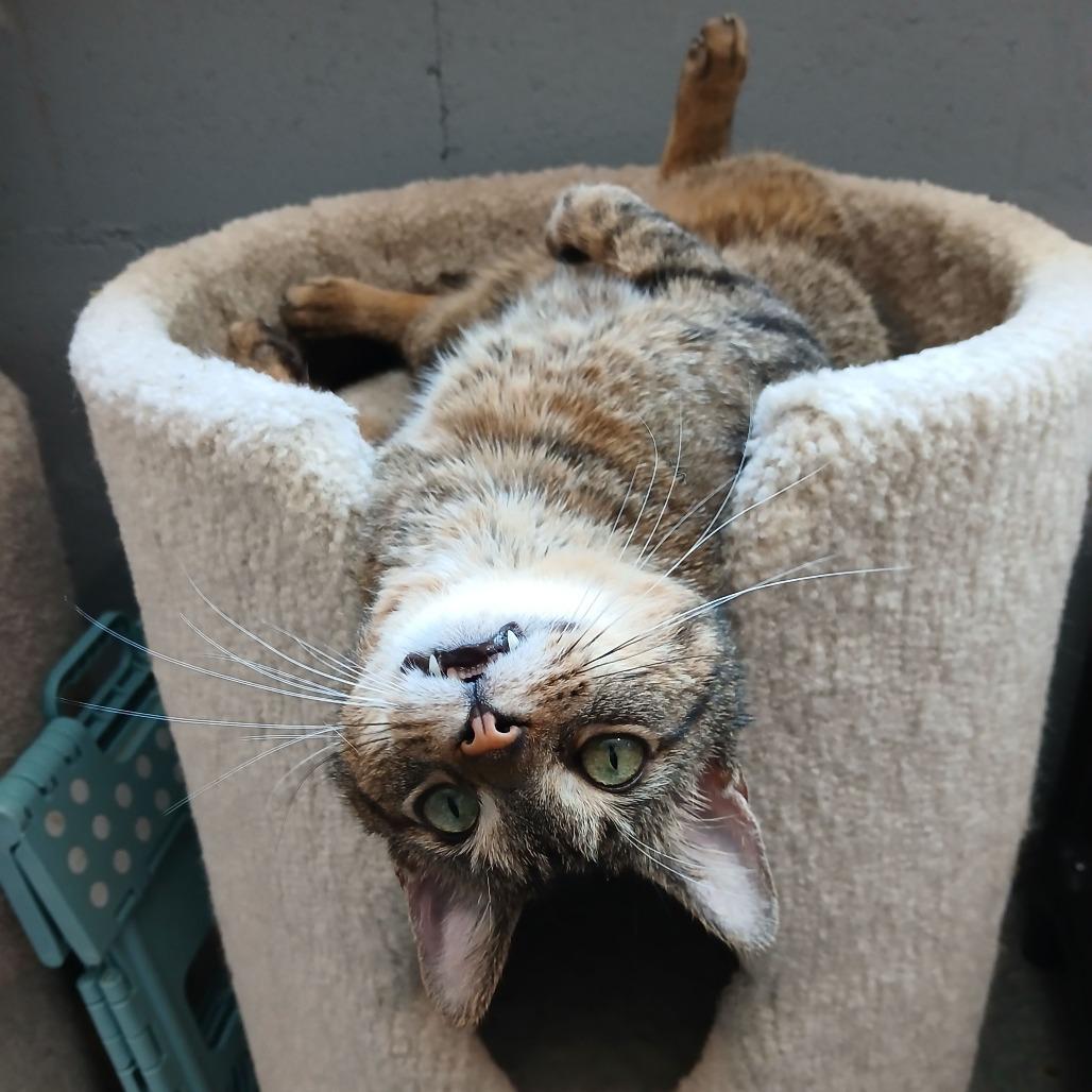 Stu Macher, a Adoptable Domestic Short Hair in South Haven, MI image 1/3