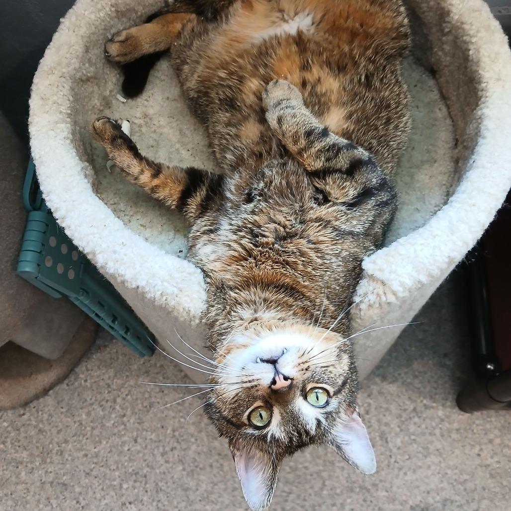 Stu Macher, a Adoptable Domestic Short Hair in South Haven, MI image 2/3