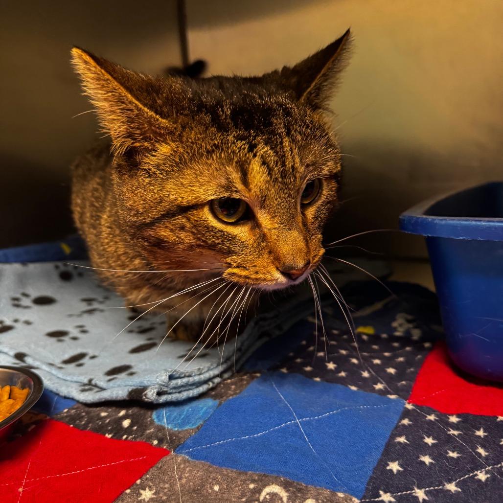 Stu Macher, a Adoptable Domestic Short Hair in South Haven, MI image 3/3