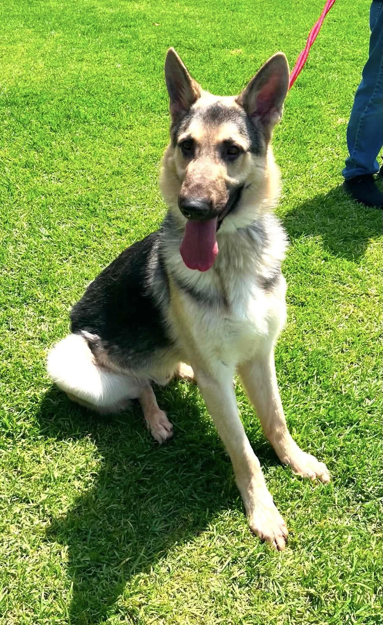 Enlarge Mack, a ADOPTABLE mixed breed in Jefferson City, MO image 3/5