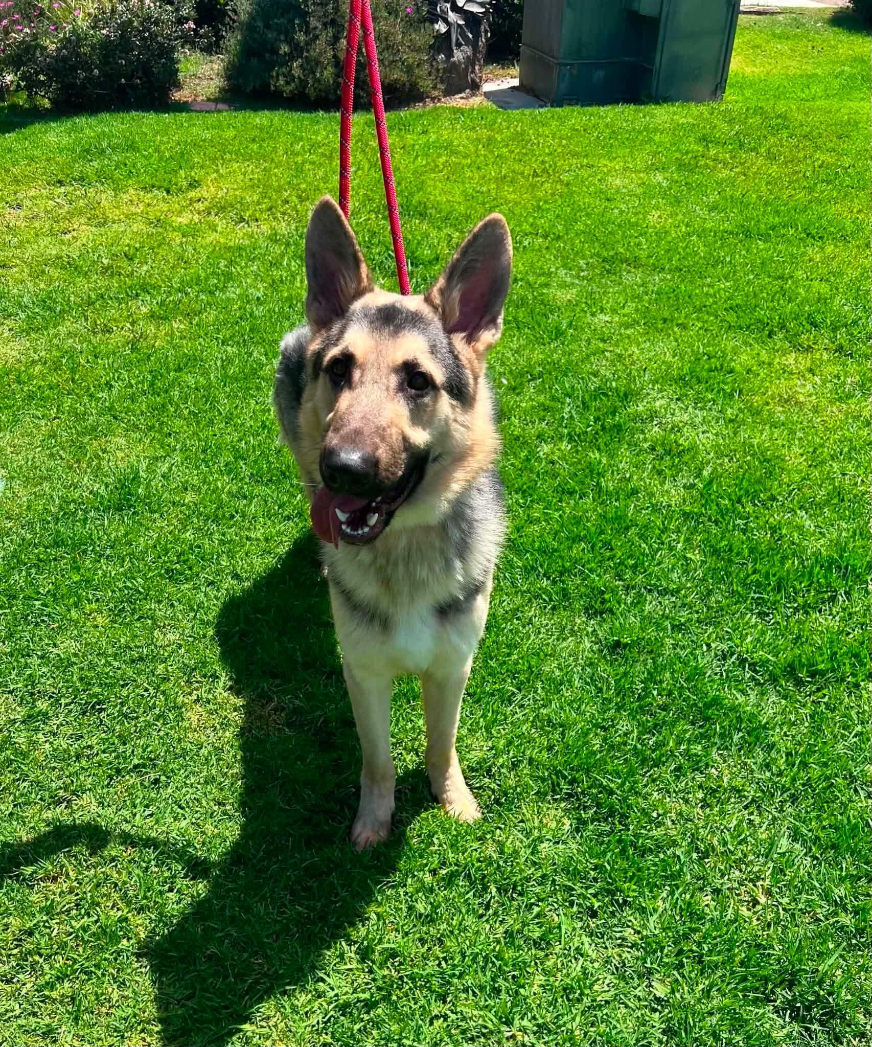 Enlarge Mack, a ADOPTABLE mixed breed in Jefferson City, MO image 1/5