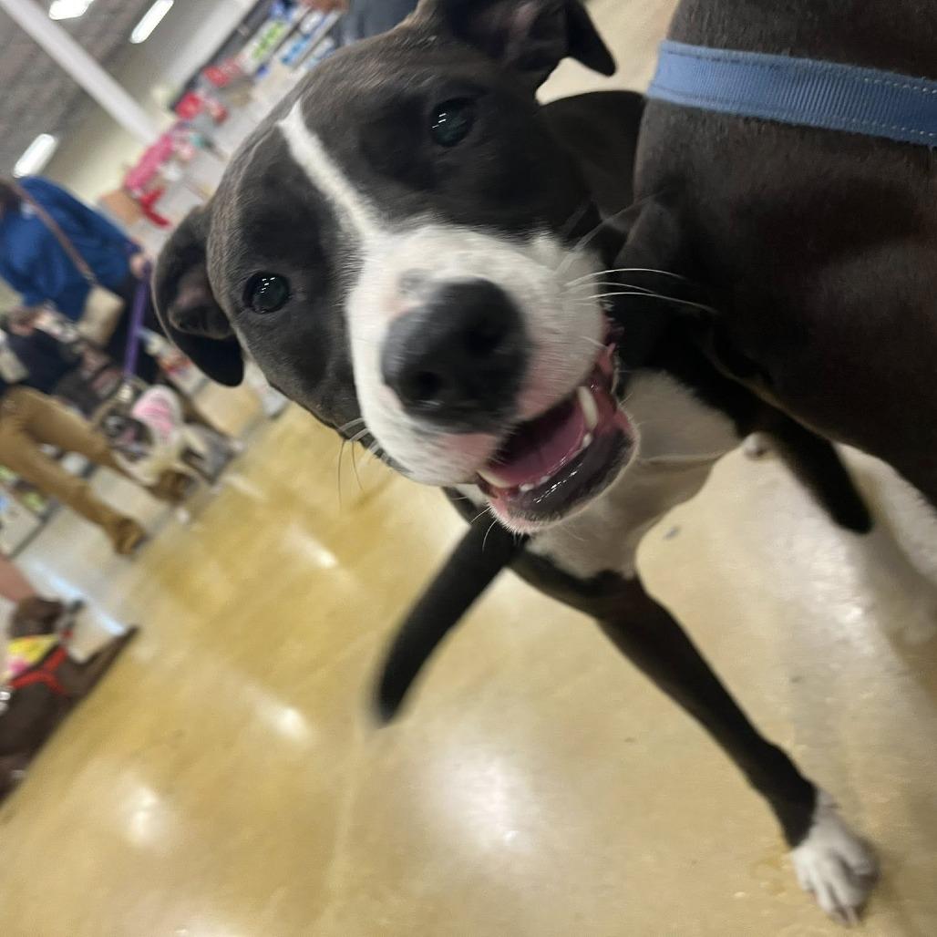 Cocoa Hardy, Adoptable, Adult Female Mixed Breed.