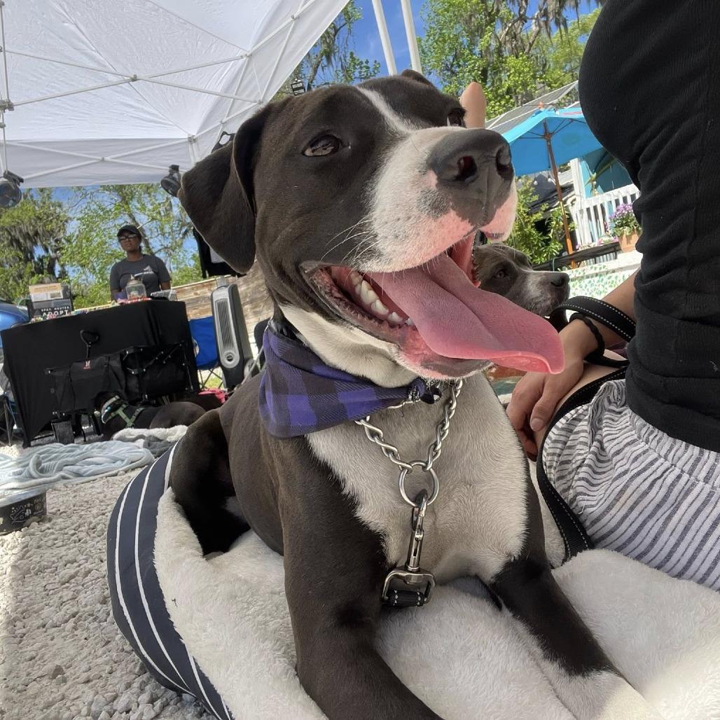 Cocoa Hardy, a Adoptable Mixed Breed in Savannah, GA image 5/5