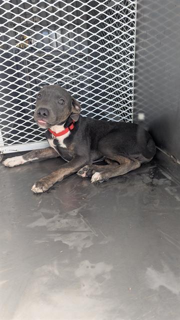 Gengar, adopted, Puppy Male Pit Bull Terrier.