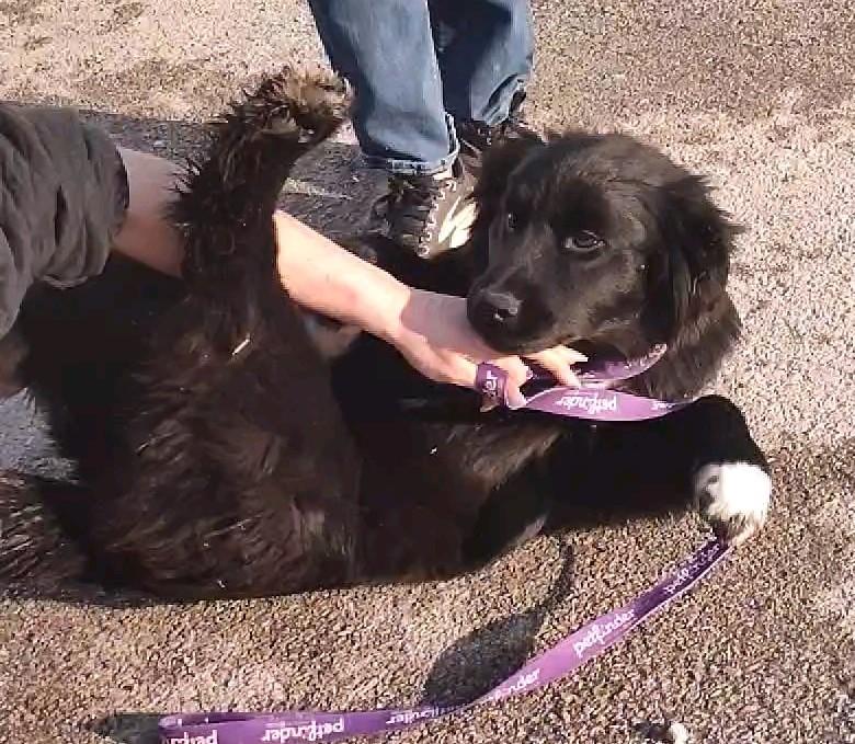 Enlarge Claudia, an adopted mixed breed in Clay City, KY image 3/4