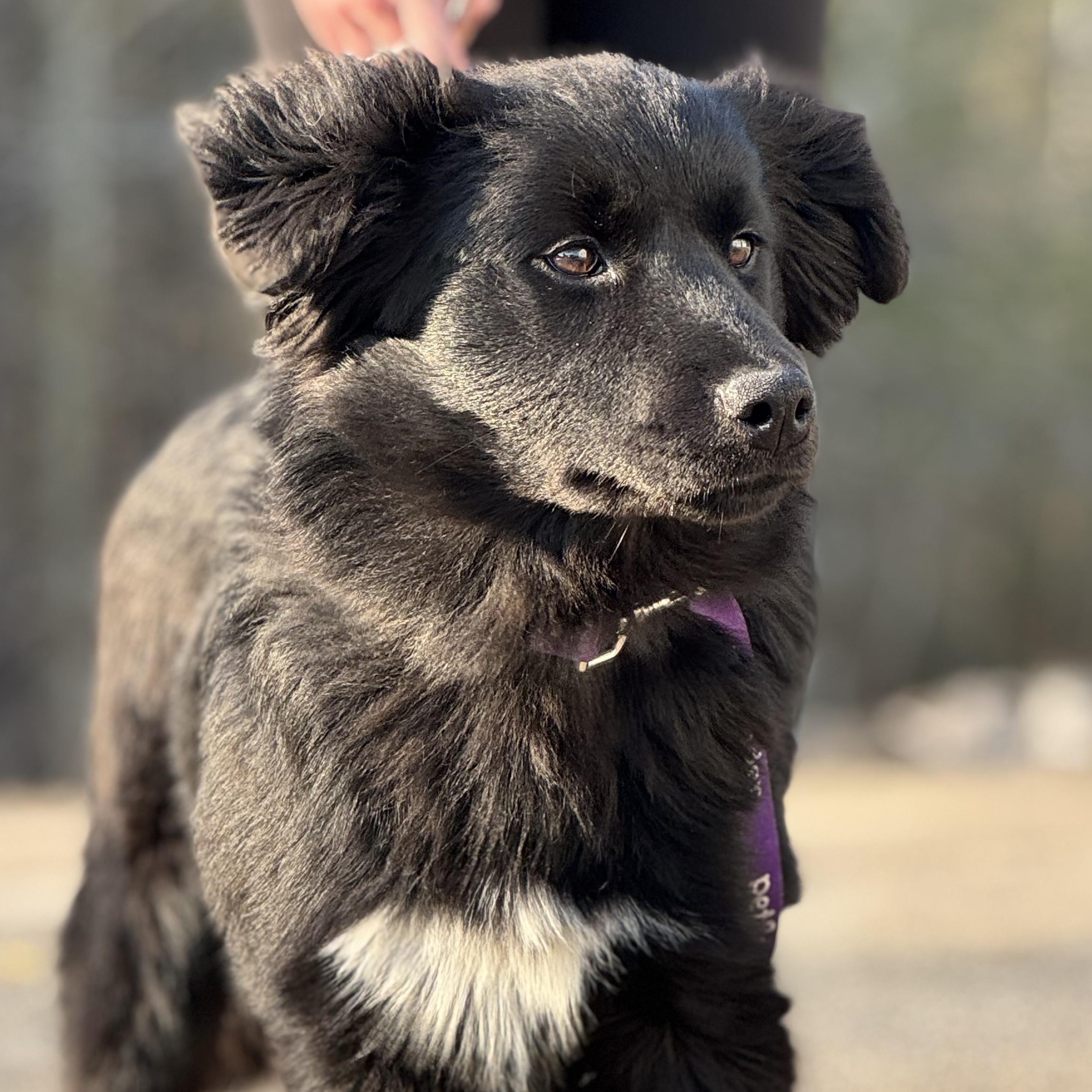 Enlarge Claudia, an adopted mixed breed in Clay City, KY image 1/4