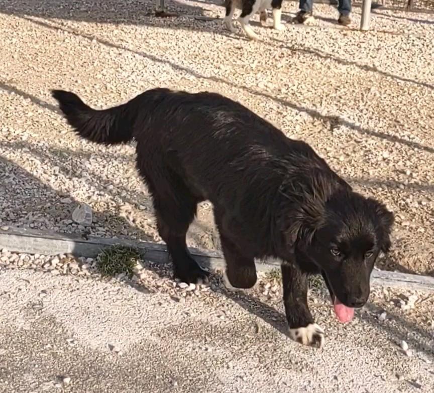 Enlarge Claudia, an adopted mixed breed in Clay City, KY image 2/4