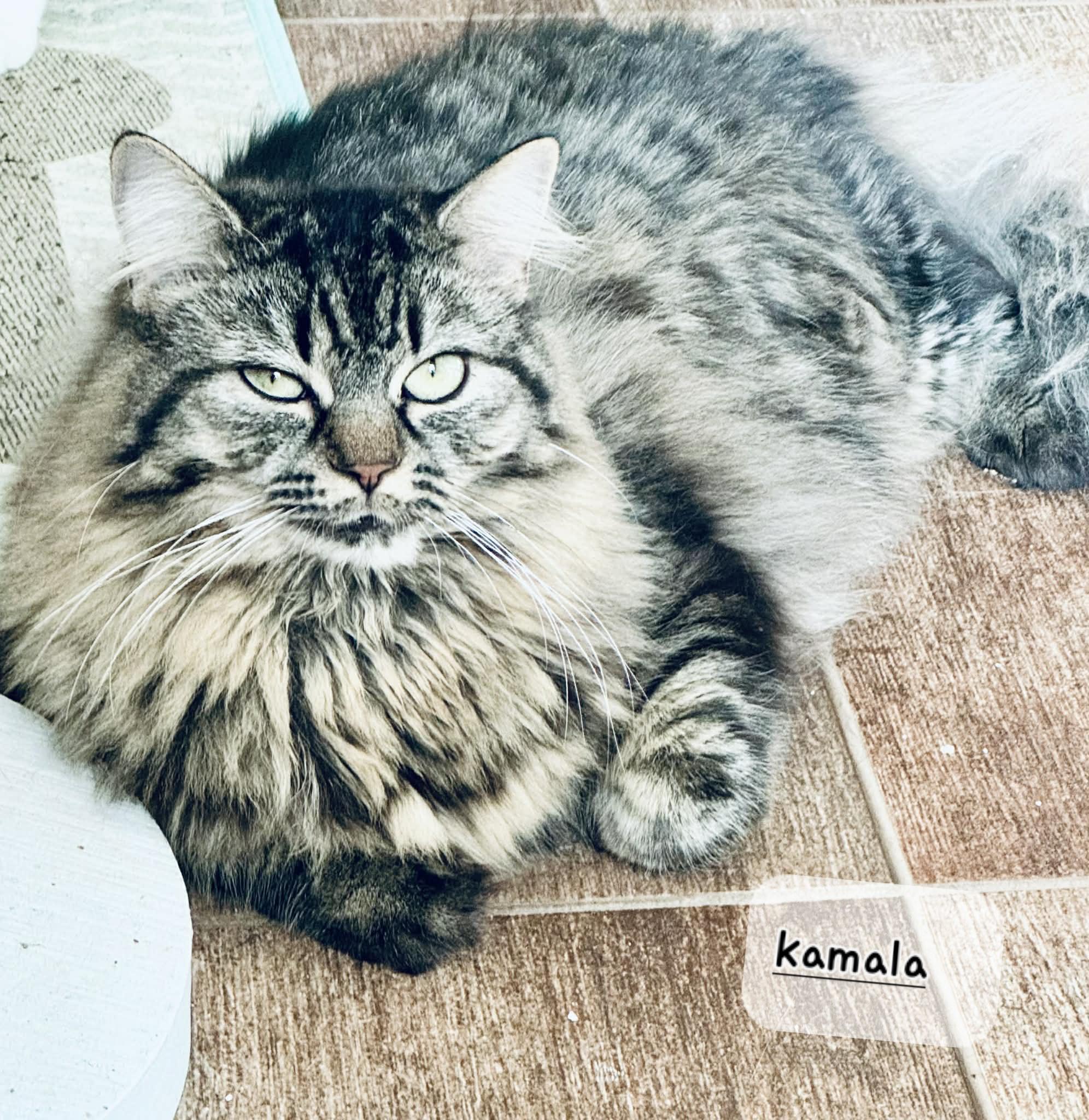 Enlarge Kamala 1yrs old DLH brown tabby , a ADOPTABLE Domestic Long Hair in Ottawa, ON image 1/4