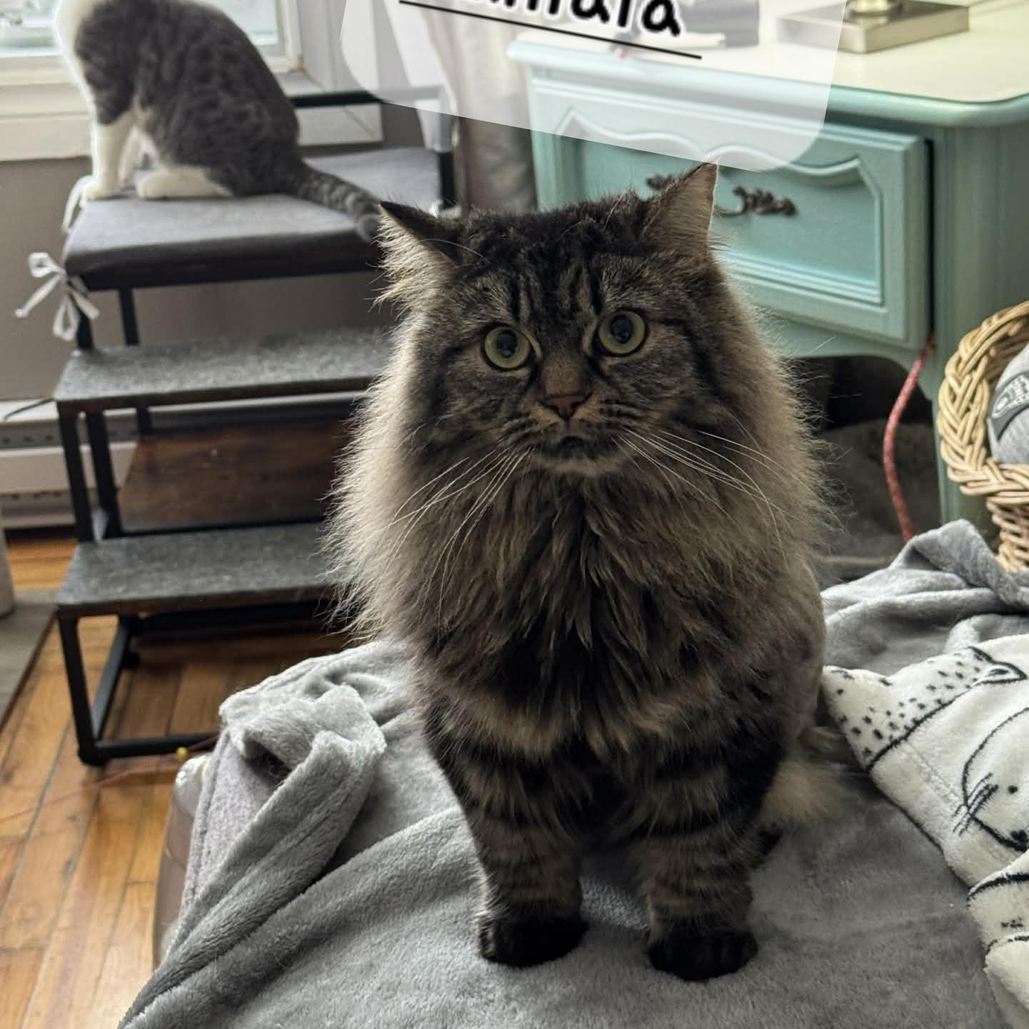 Enlarge Kamala 1yrs old DLH brown tabby , a ADOPTABLE Domestic Long Hair in Ottawa, ON image 4/4