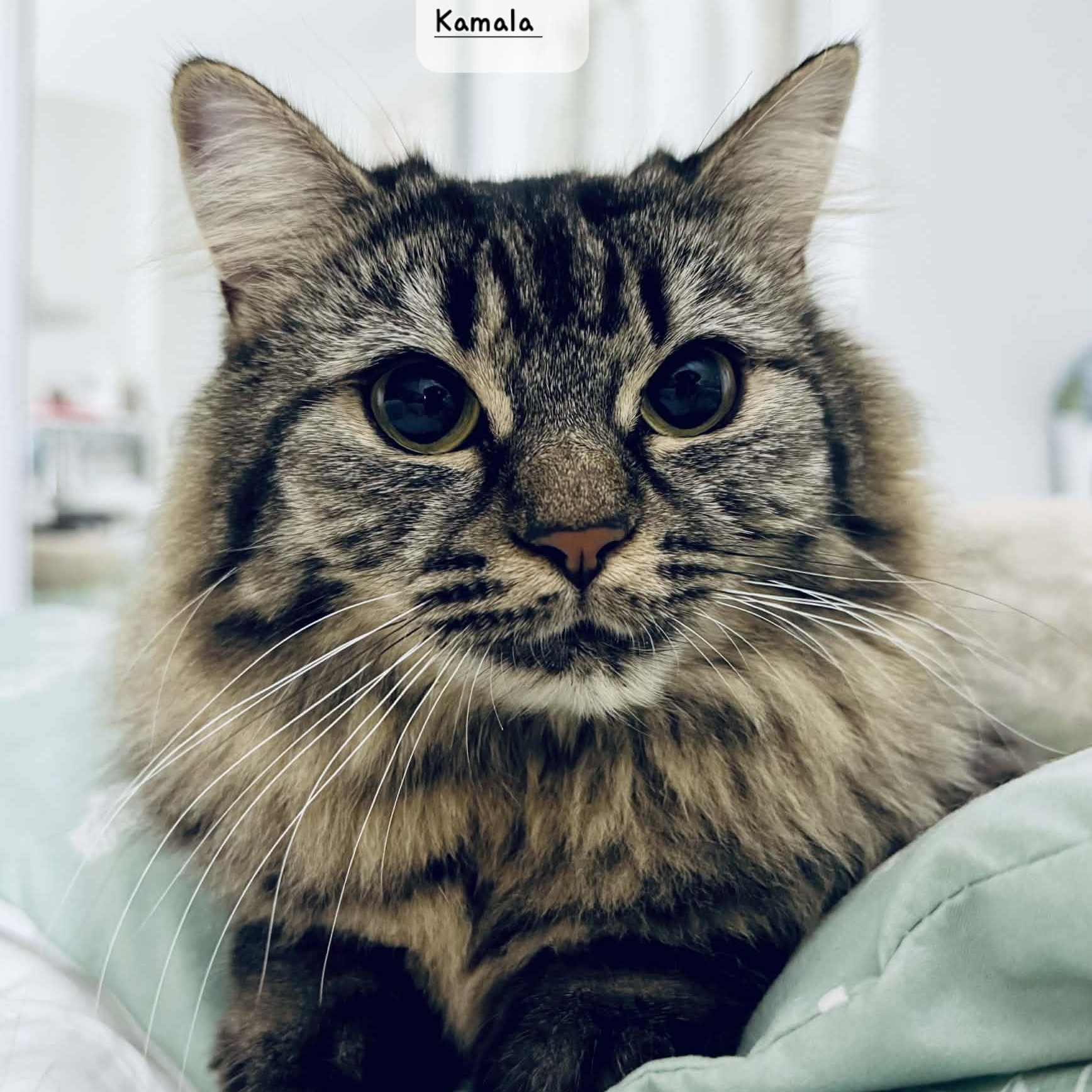 Enlarge Kamala 1yrs old DLH brown tabby , a ADOPTABLE Domestic Long Hair in Ottawa, ON image 3/4