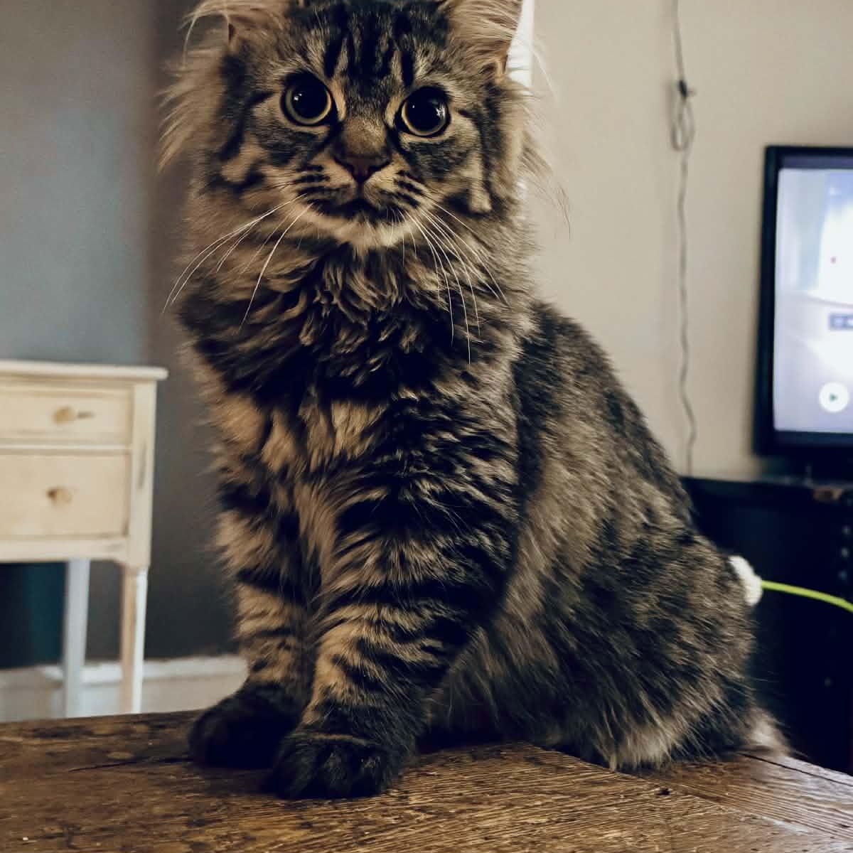 Enlarge Kamala 1yrs old DLH brown tabby , a ADOPTABLE Domestic Long Hair in Ottawa, ON image 2/4