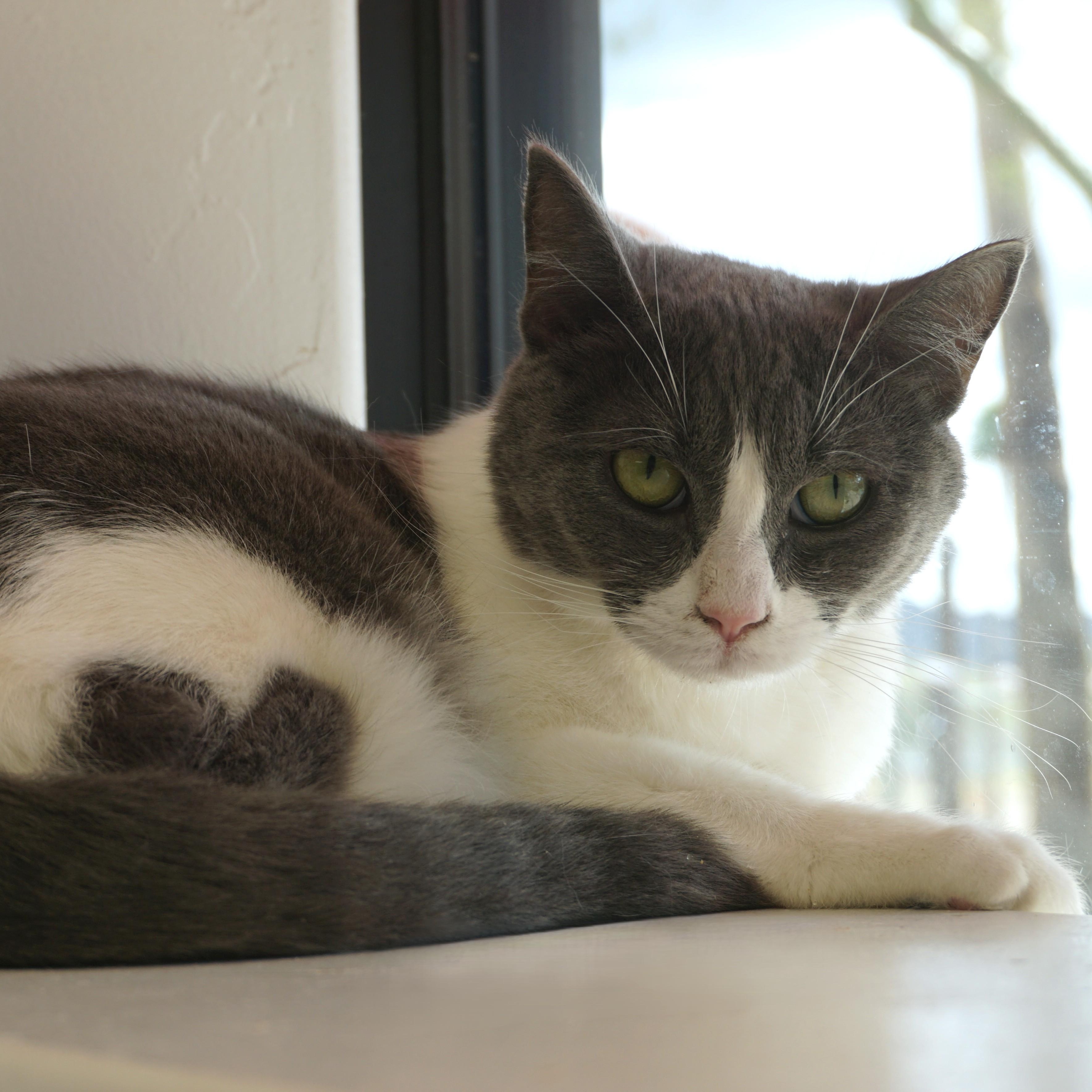 Enlarge La Audrey, an adoptable Domestic Short Hair in Fountain Hills, AZ image 2/5