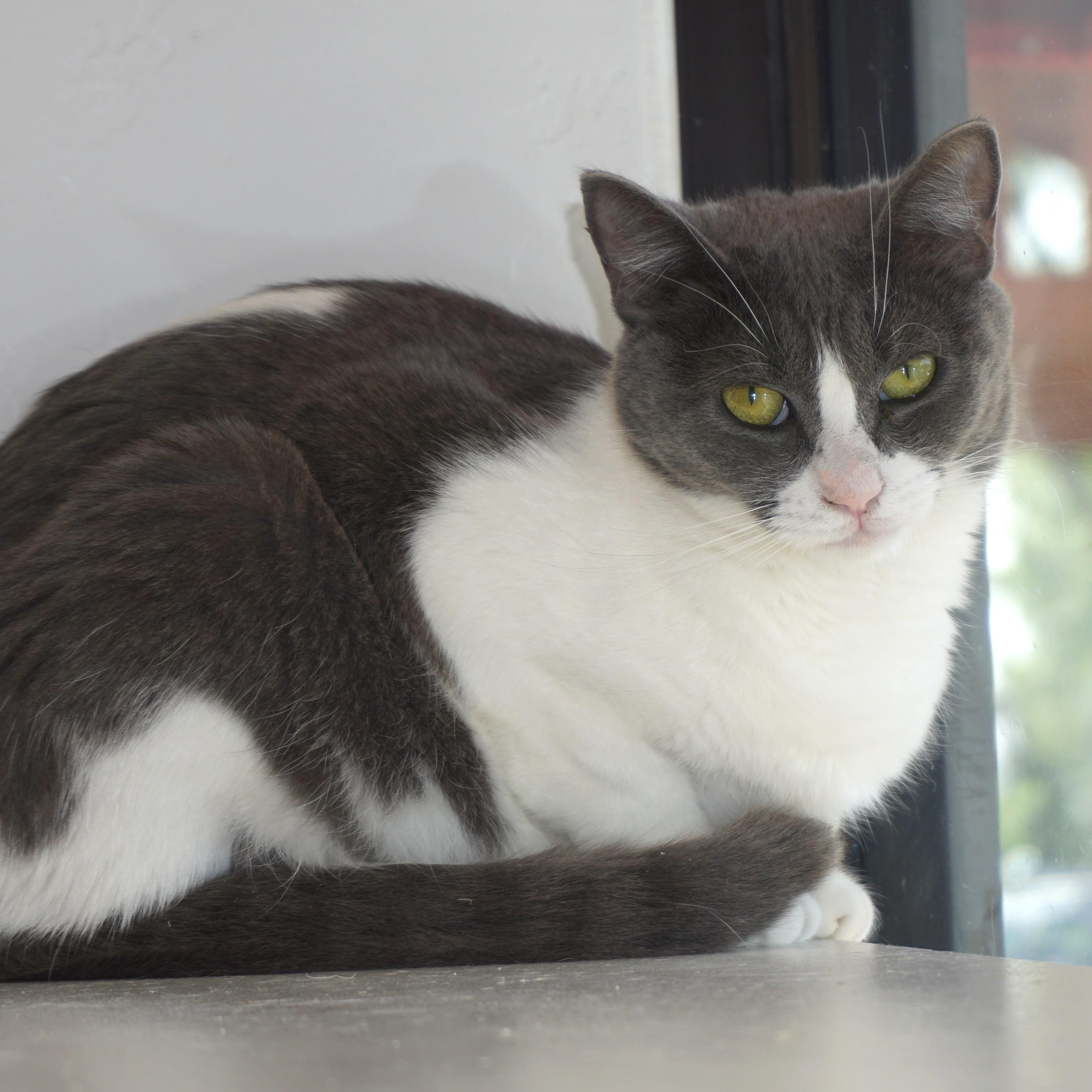 Enlarge La Audrey, an adoptable Domestic Short Hair in Fountain Hills, AZ image 1/5