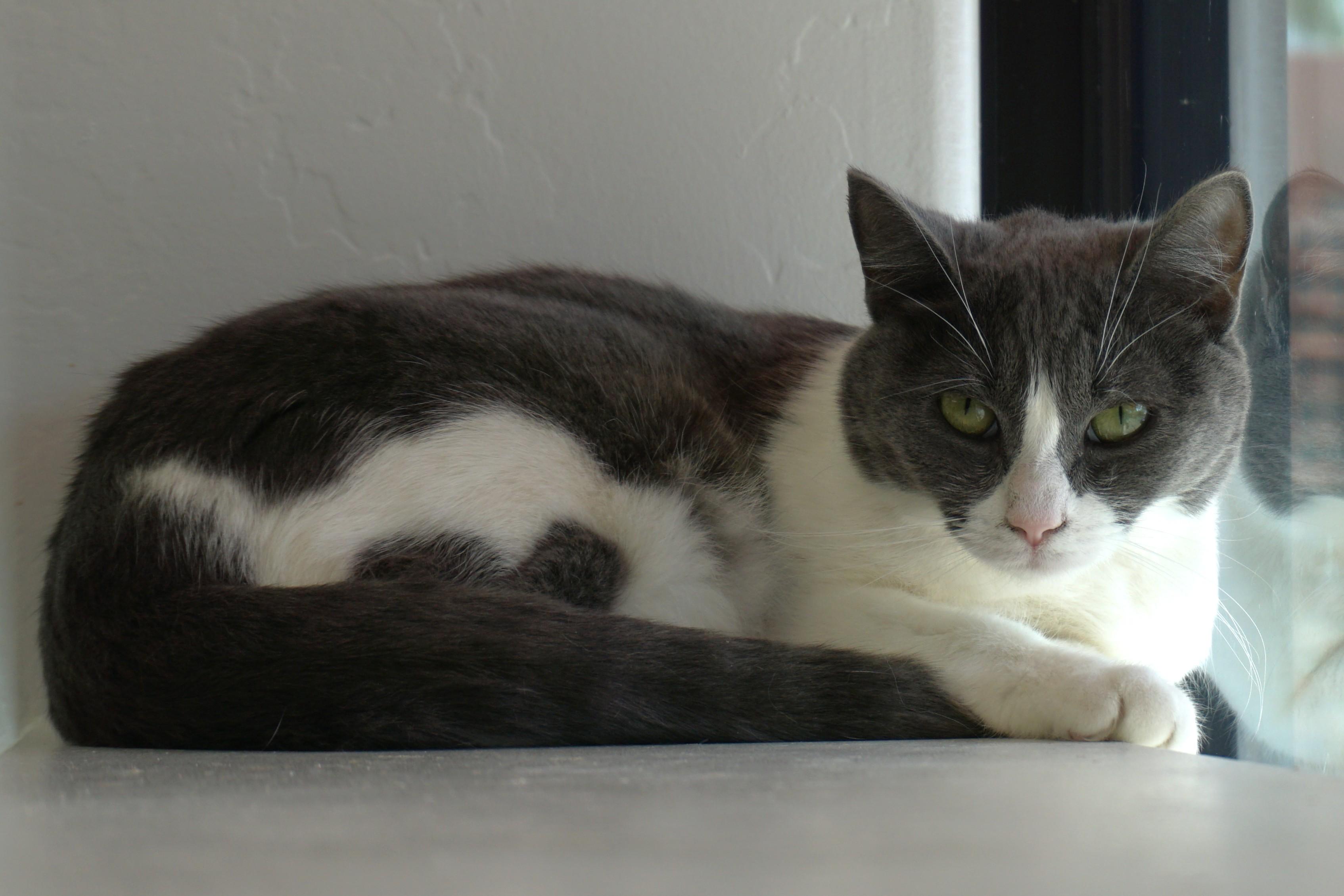 Enlarge La Audrey, an adoptable Domestic Short Hair in Fountain Hills, AZ image 4/5