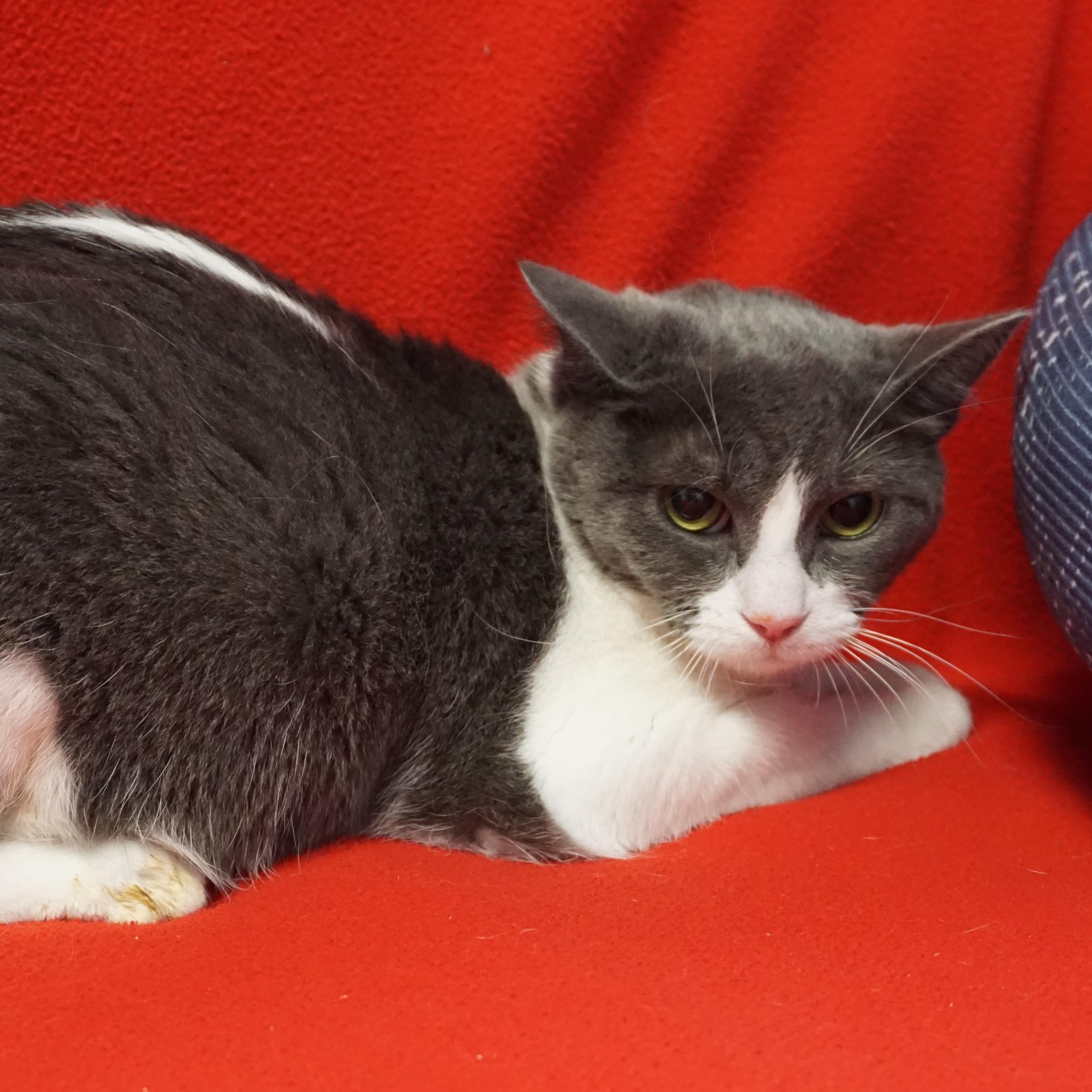 La Audrey, adoptable, Adult Female Domestic Short Hair.