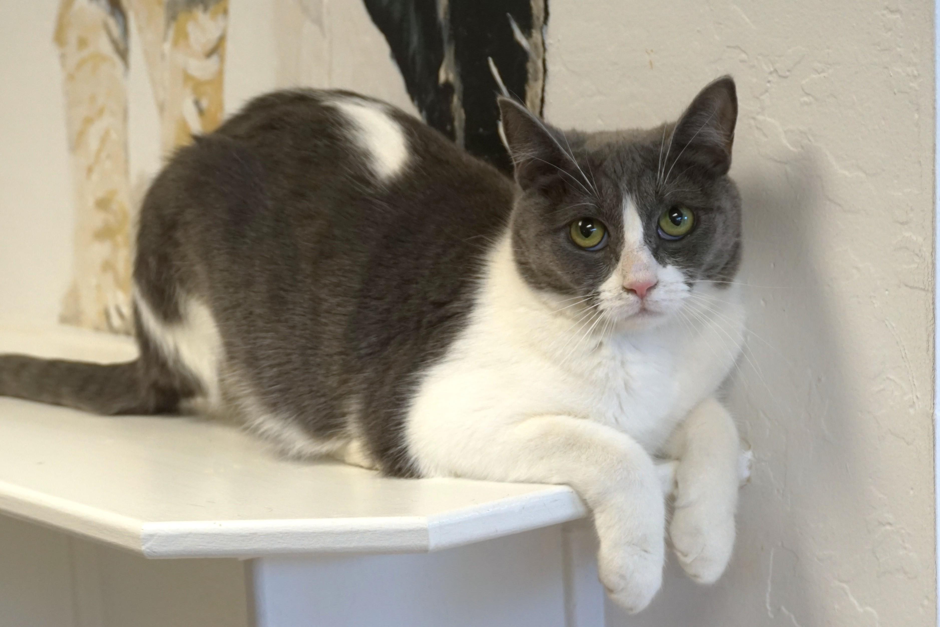 Enlarge La Audrey, an adoptable Domestic Short Hair in Fountain Hills, AZ image 3/5