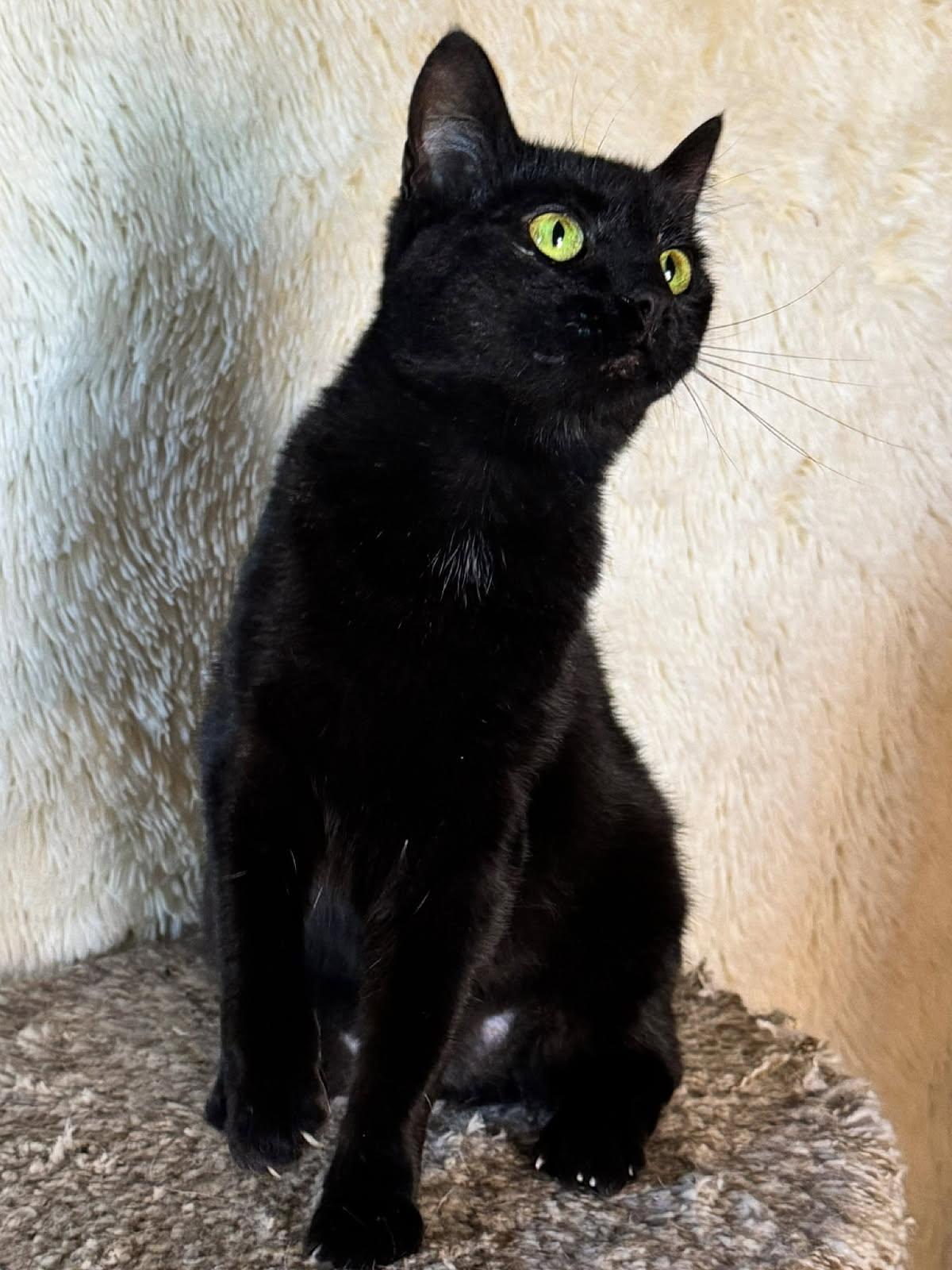 Avenue, an adoptable Domestic Short Hair in Sioux Falls, SD, 57101 | Photo Image 3