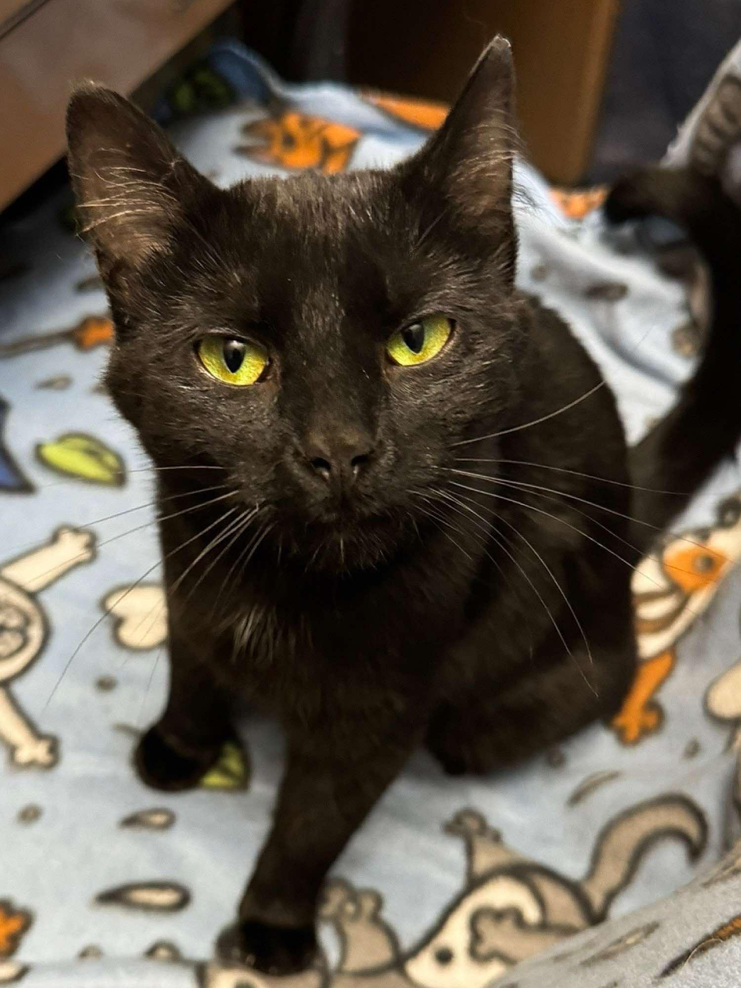 Avenue, a Adoptable Domestic Short Hair in Sioux Falls, SD image 2/3