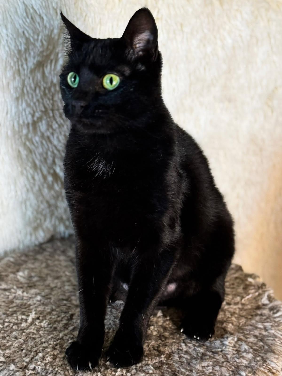 Avenue, an adoptable Domestic Short Hair in Sioux Falls, SD, 57101 | Photo Image 2