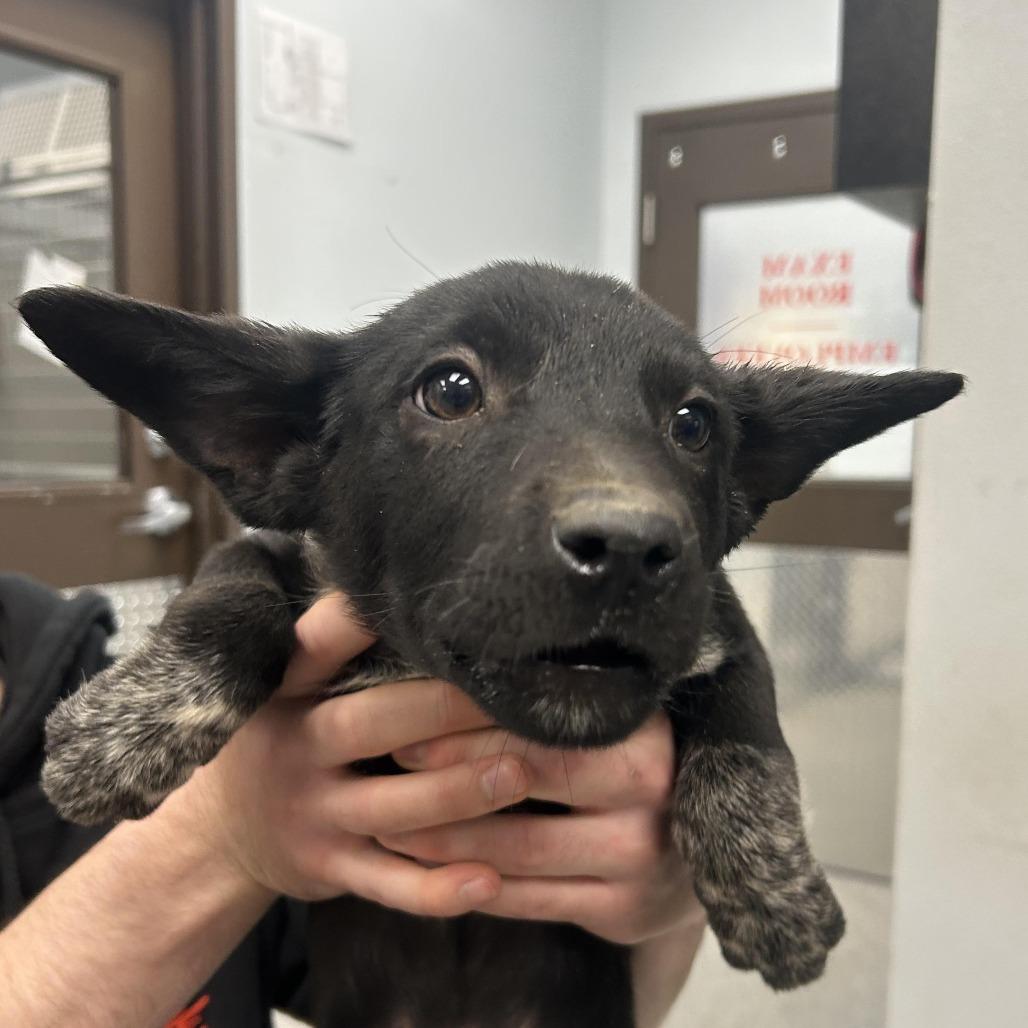 Sweet Tart, a Adoptable Australian Kelpie image 1/2