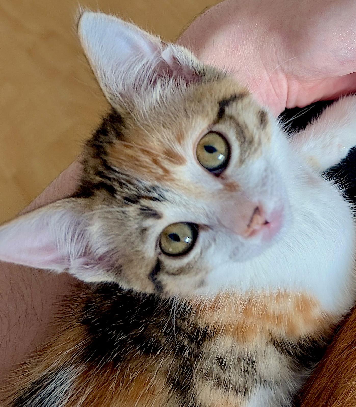 STELLA - Bonded with Cinder, Adopted, Kitten Female Domestic Short Hair.