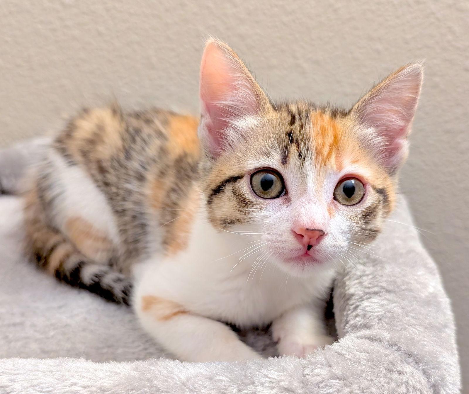 Enlarge STELLA - Bonded with Cinder, a Adopted Domestic Short Hair in Fremont, CA image 2/3