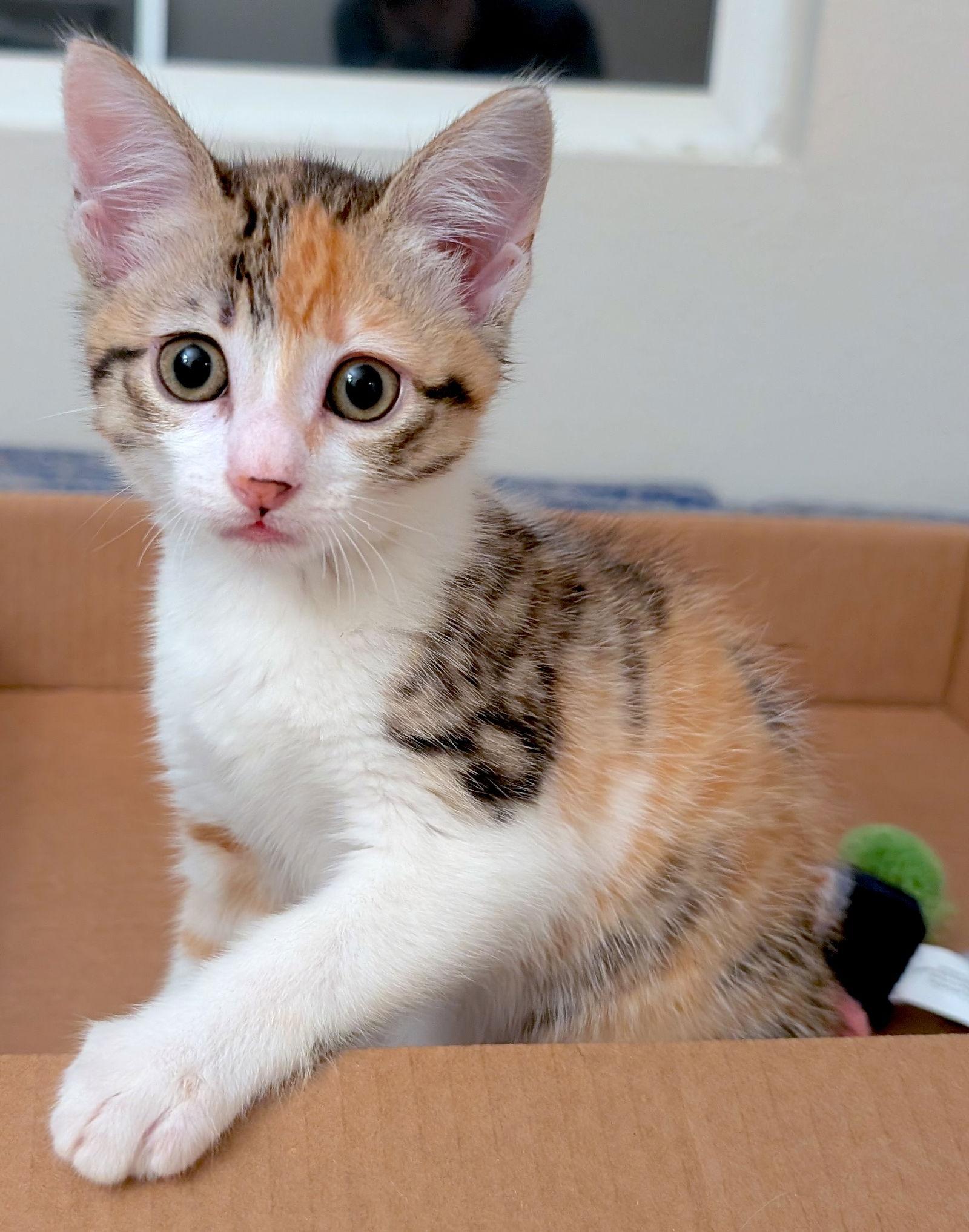 Enlarge STELLA - Bonded with Cinder, a Adopted Domestic Short Hair in Fremont, CA image 3/3