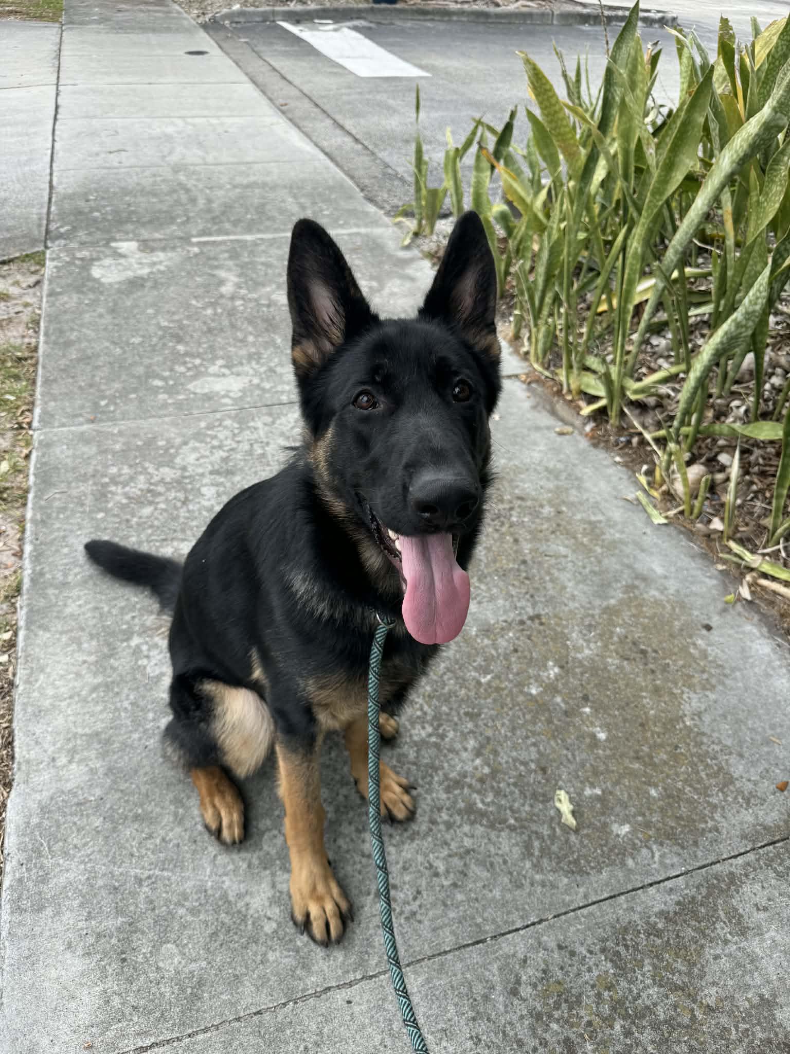 Butch 3147, Adoptable, Young Male German Shepherd Dog.